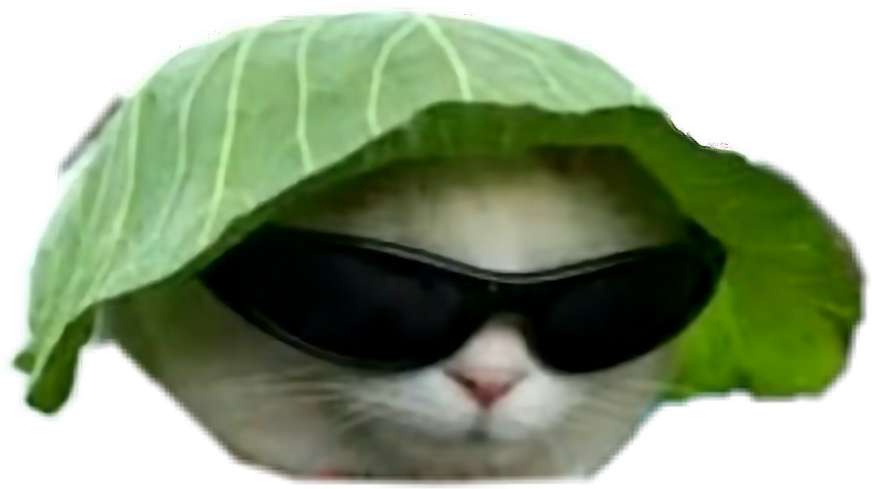 Pisică cool cu pălărie din frunză și ochelari de soare.PNG Fundal