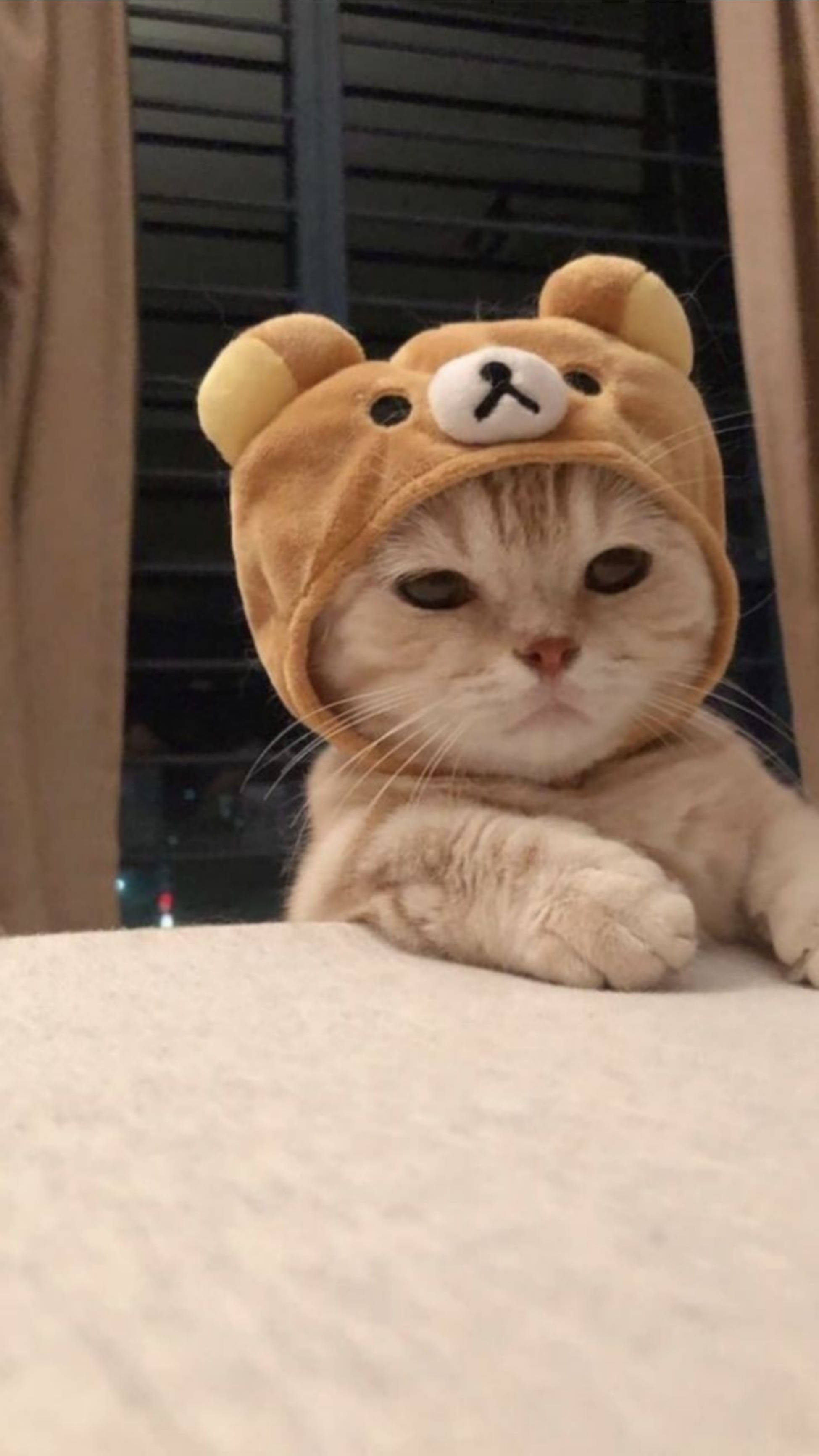 Pisică drăguță cu pălărie Rilakkuma Fundal
