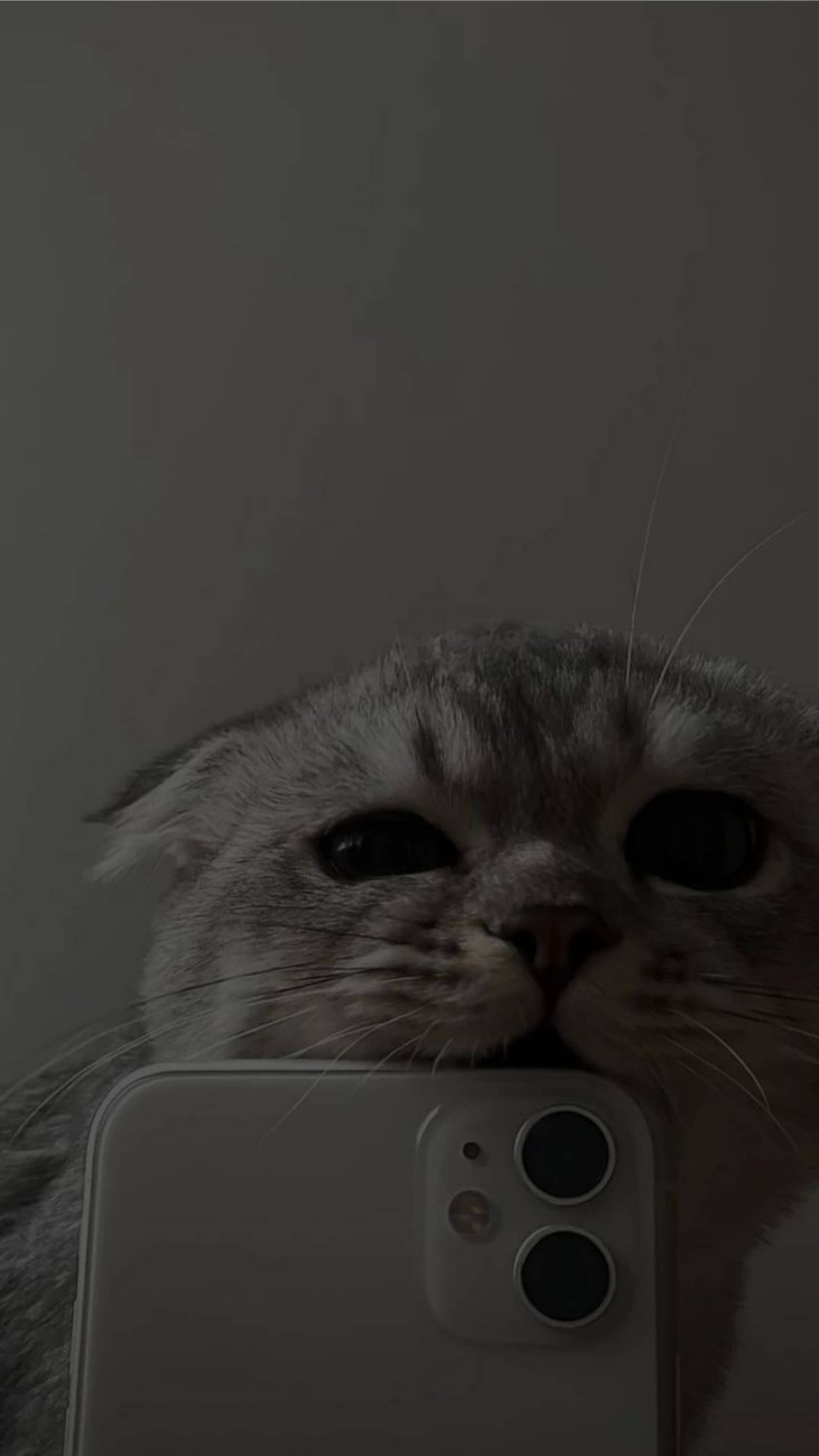 Pisică drăguță estetică mușcând iPhone 11 Fundal