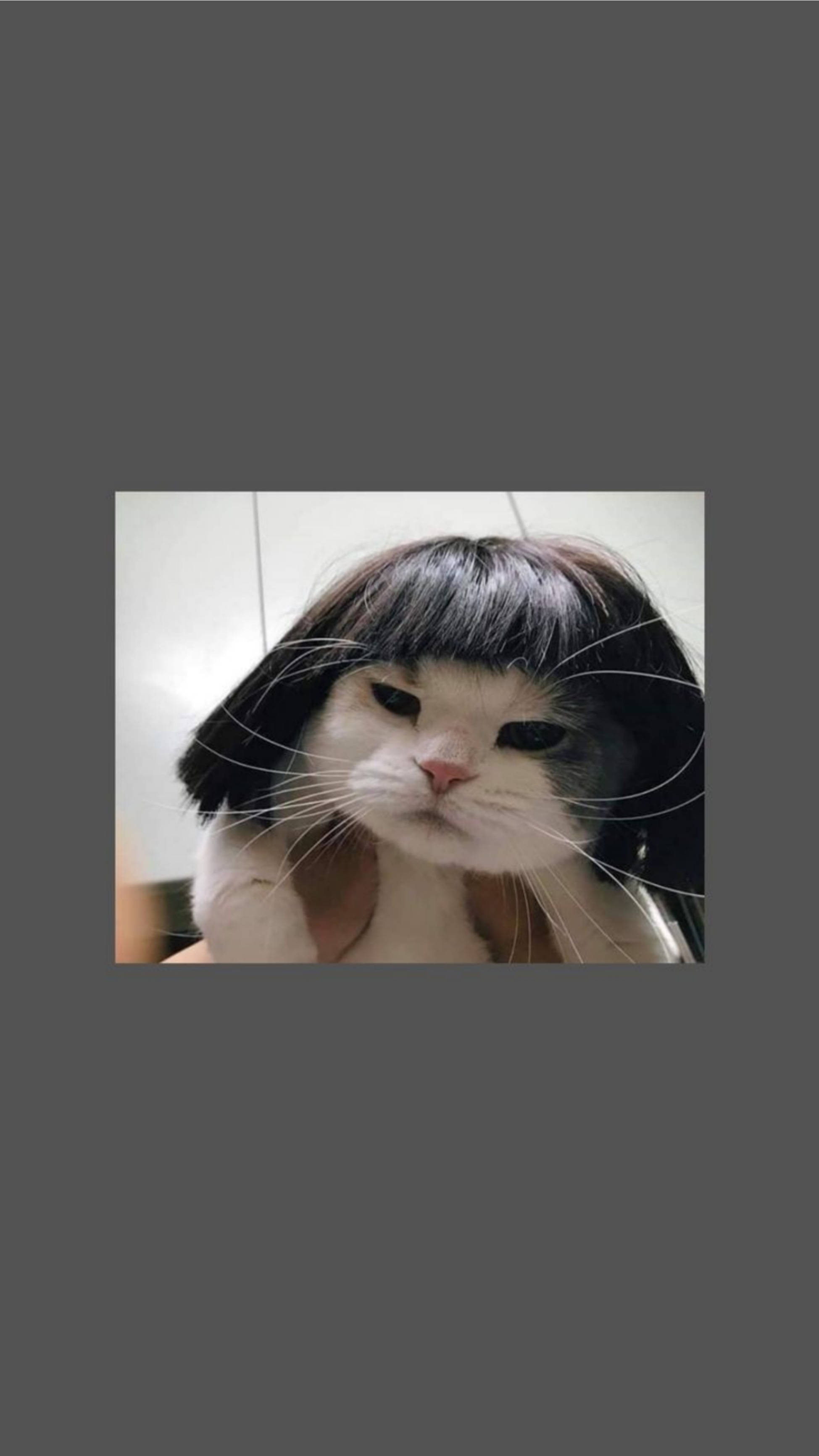 Pisică Drăguță Estetică Perucă Amuzantă Scurtă Fundal
