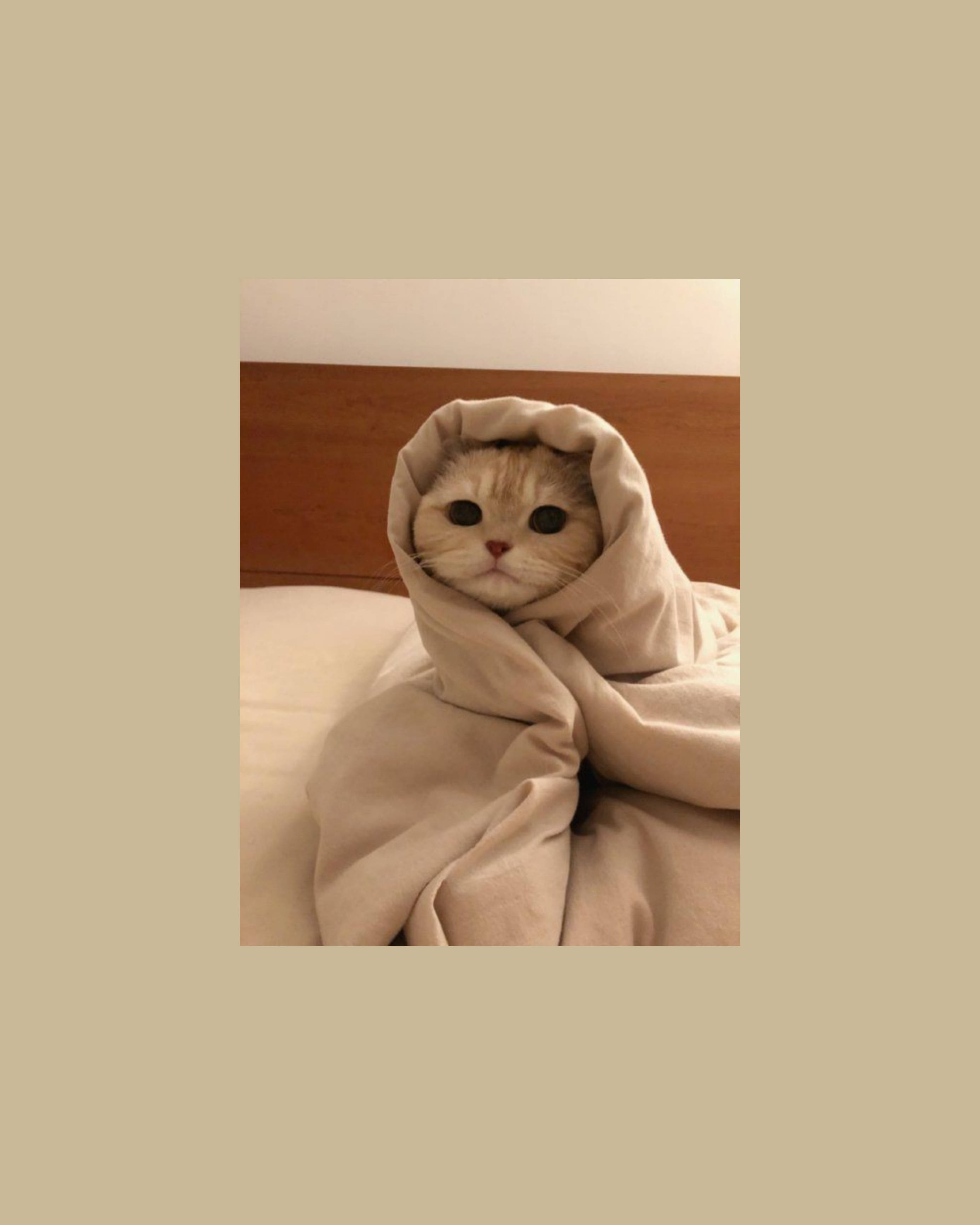 Pisică drăguță înfășurată ca un burrito Fundal
