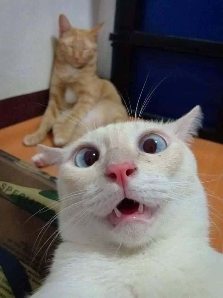 Pisică drăguță și amuzantă cu față surprinsă și prostească, făcând selfie Fundal