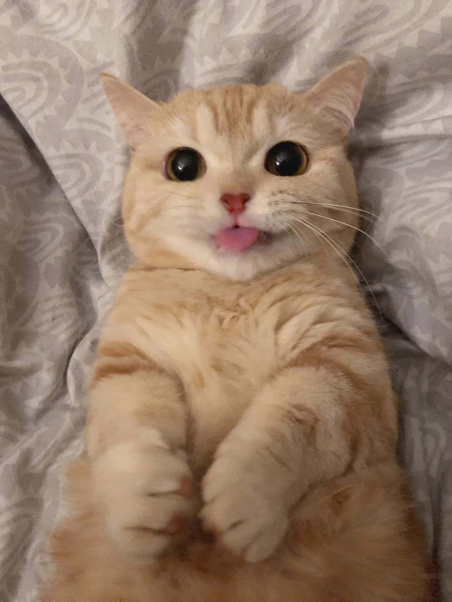 Pisică Estetică Adorabilă în Soarele de Dimineață Fundal