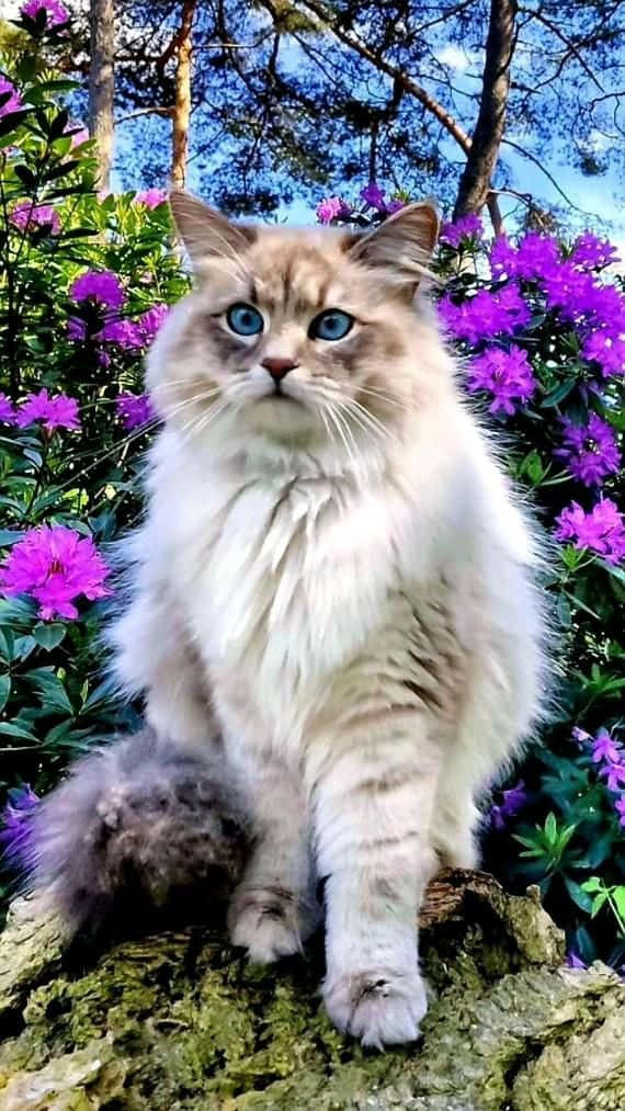 Pisică frumoasă pe flori violet Fundal