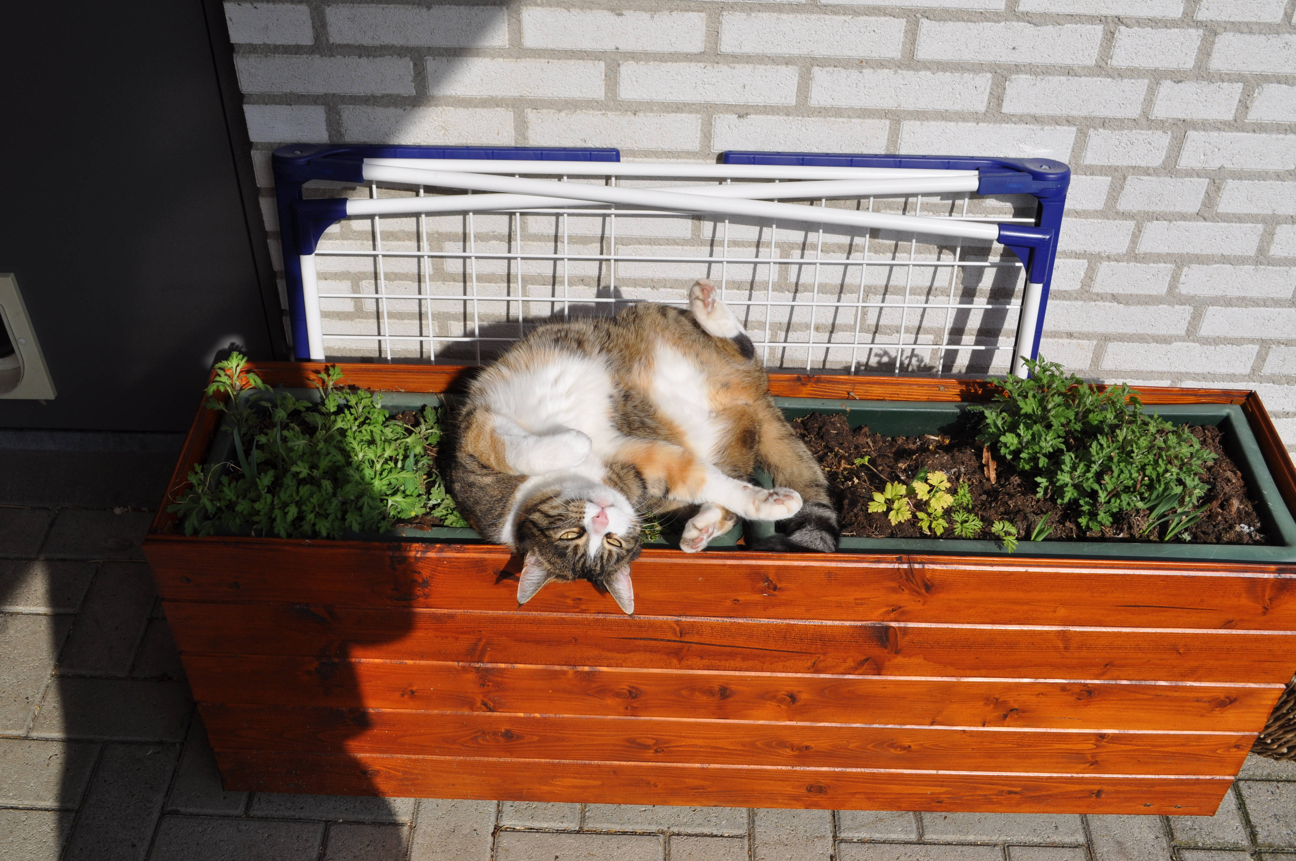 Pisică Kawaii pe Lada cu Flori Fundal