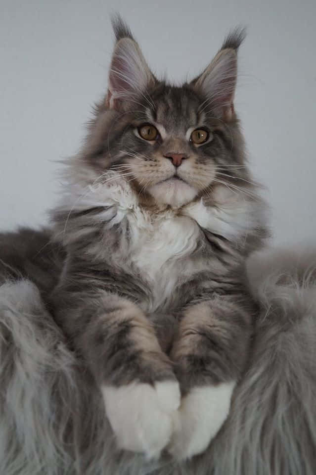 Pisica Maine Coon așezată într-o imagine frumoasă Fundal