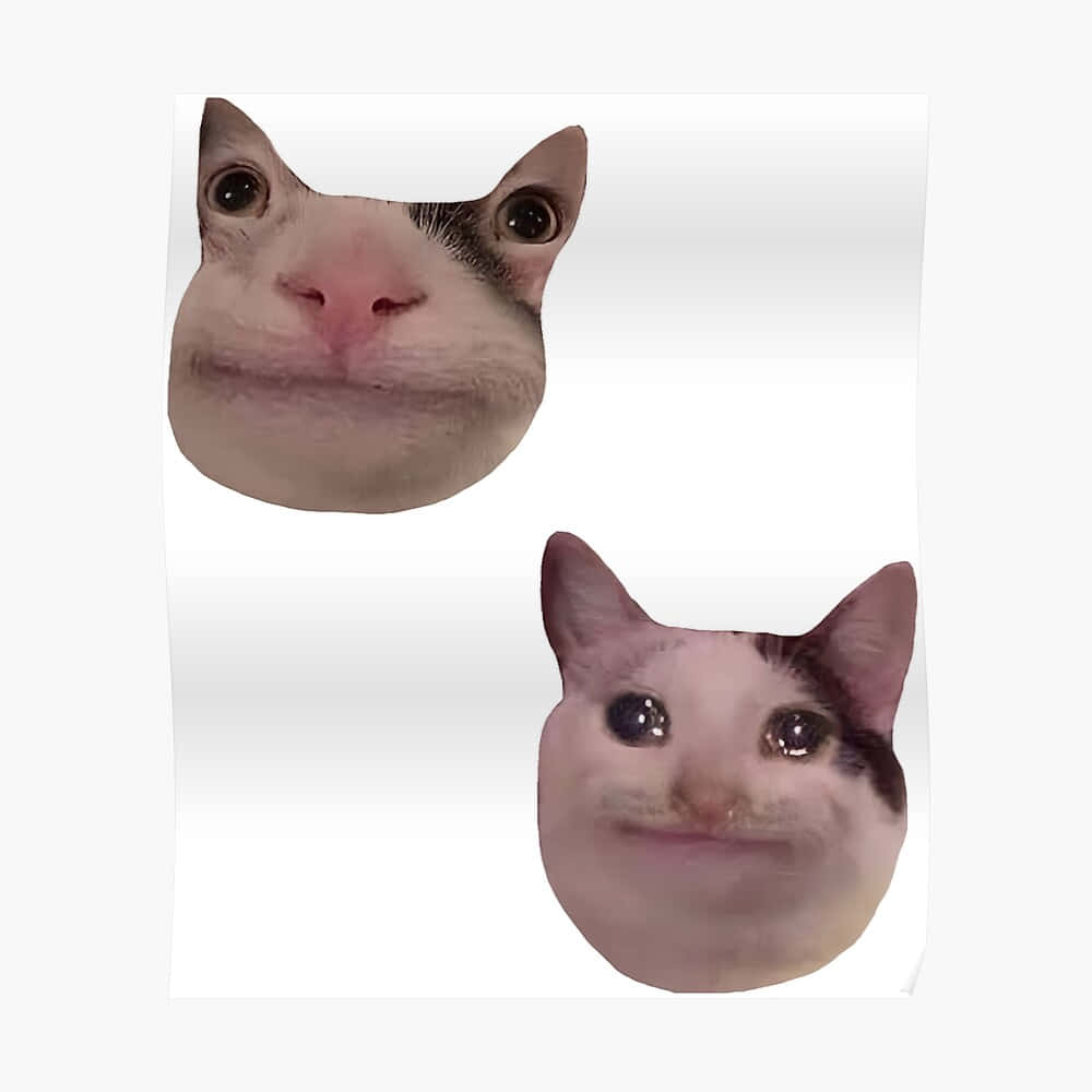 Pisică meme amuzantă pentru Discord Fundal