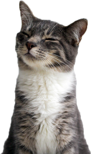 Pisica mulțumită zâmbind close-up.PNG Fundal