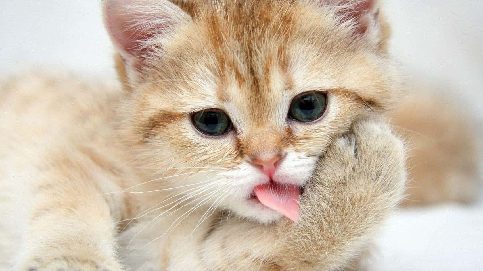 Pisică Munchkin Amuzantă și Drăguță Fundal