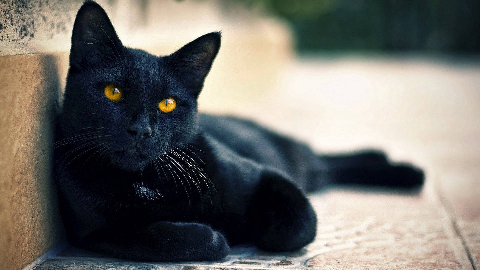 Pisică Neagră Întinsă Animal Fundal