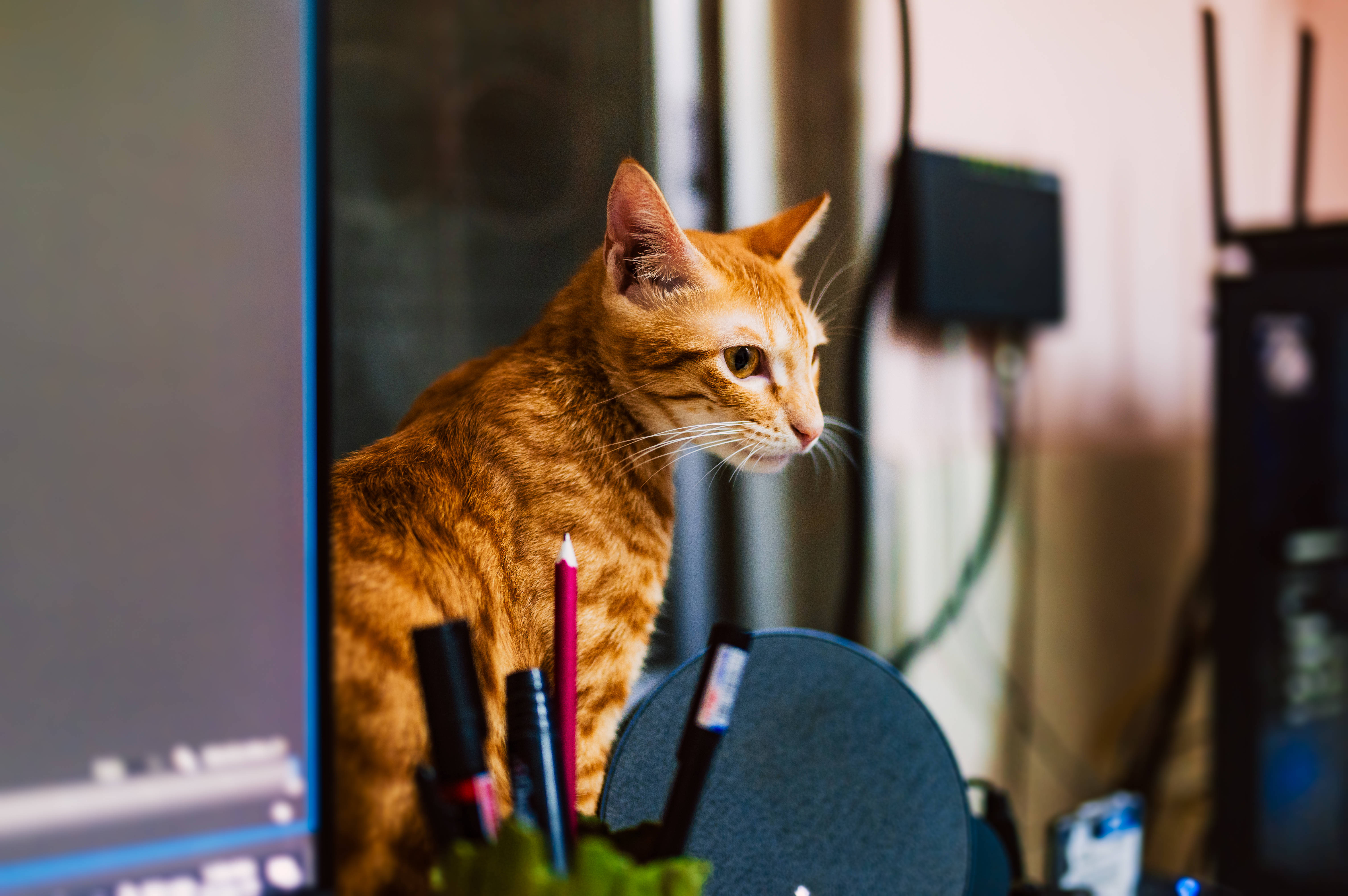 Pisică pe Calculator Motan Roșcat Fundal