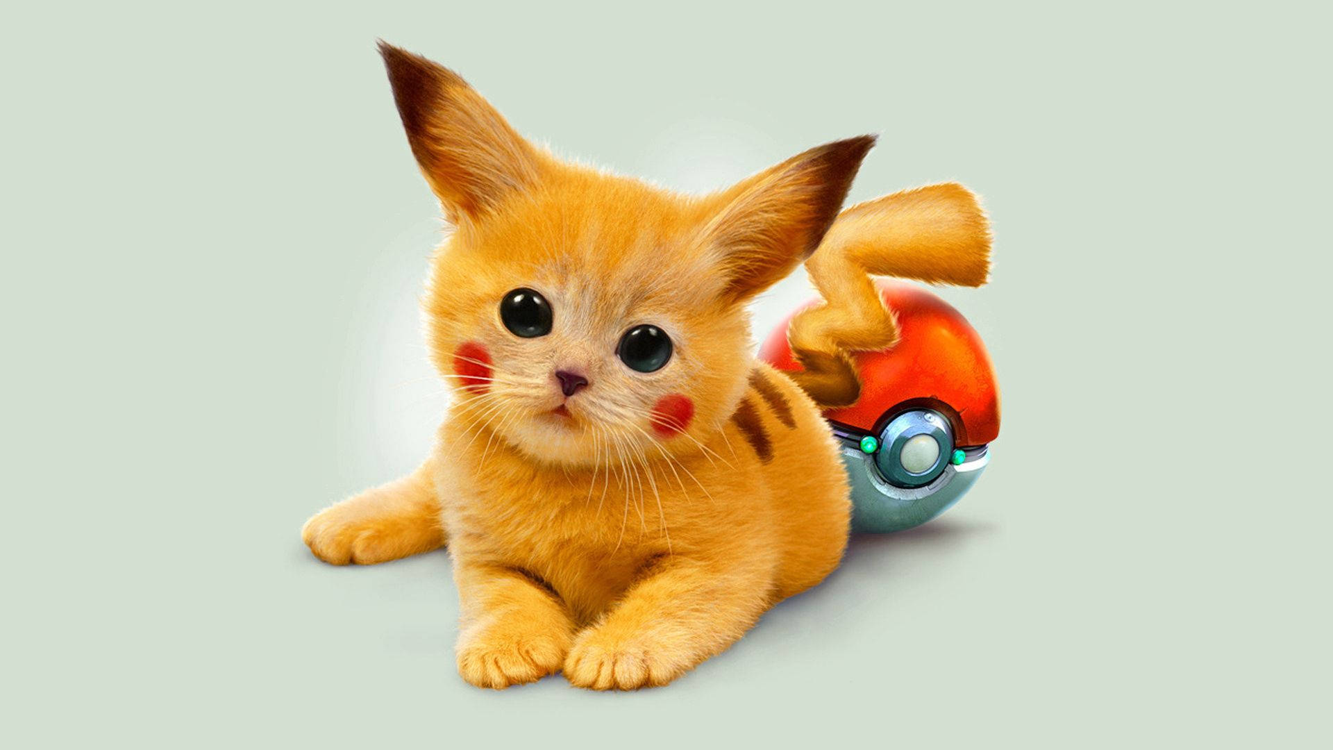 Pisica Pikachu drăguță și ghemuitoare Fundal