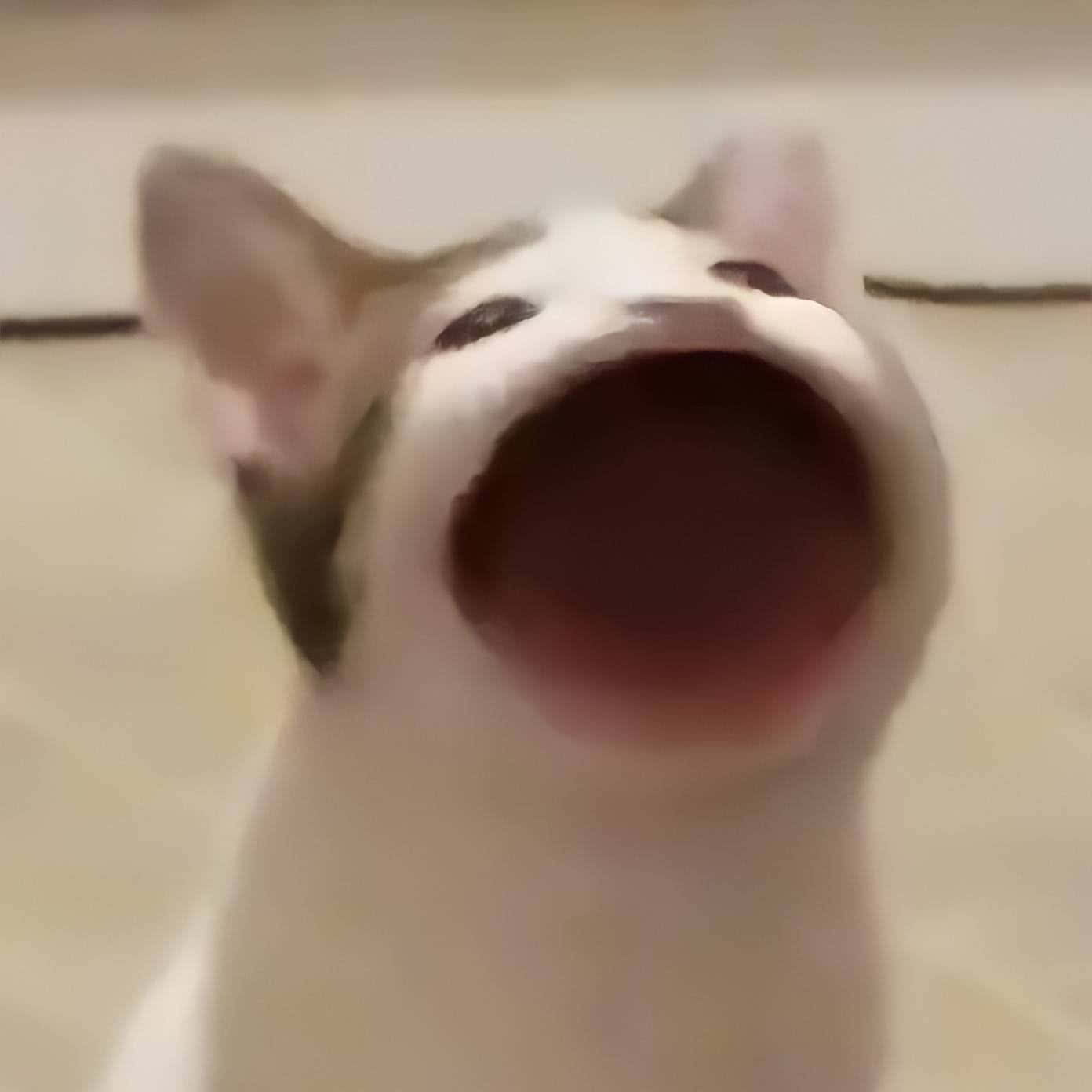 Pisica Popcat Meow Blestemată Fundal