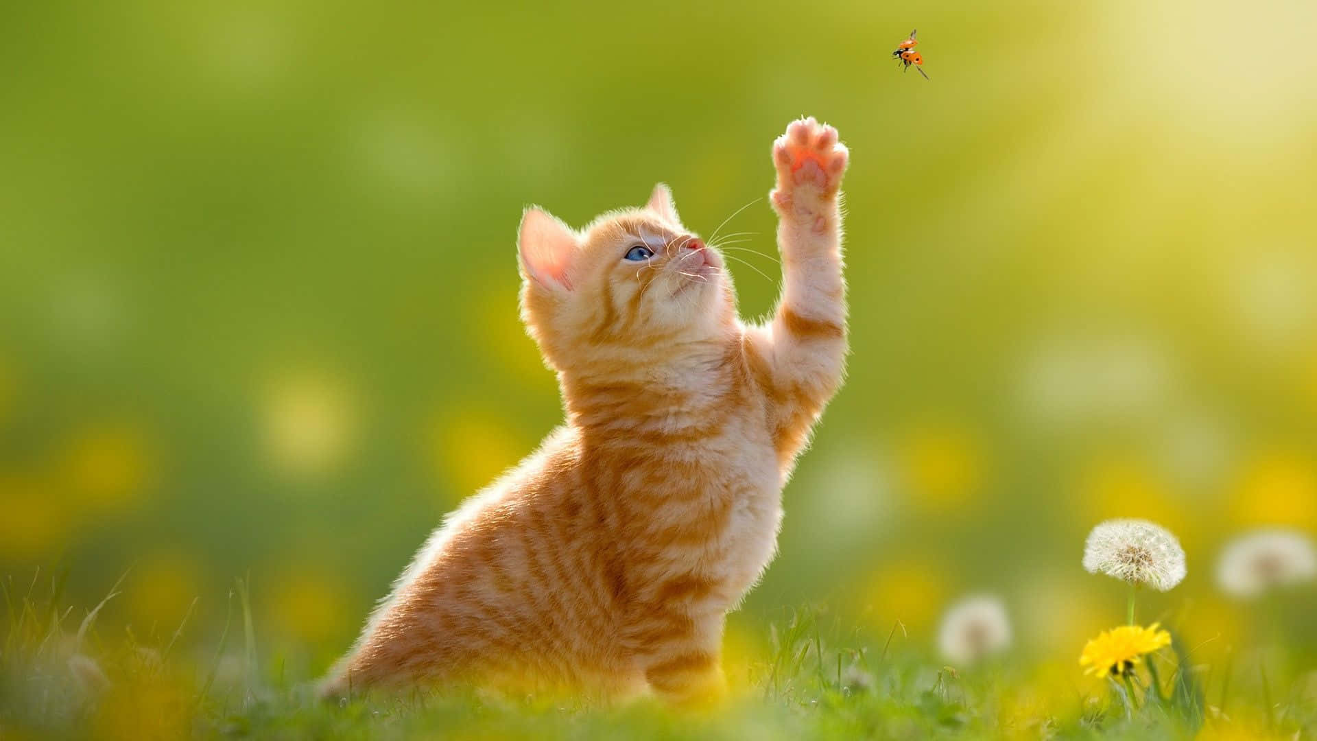 Pisică roșcată frumoasă prinzând o insectă pe fundal de desktop Fundal