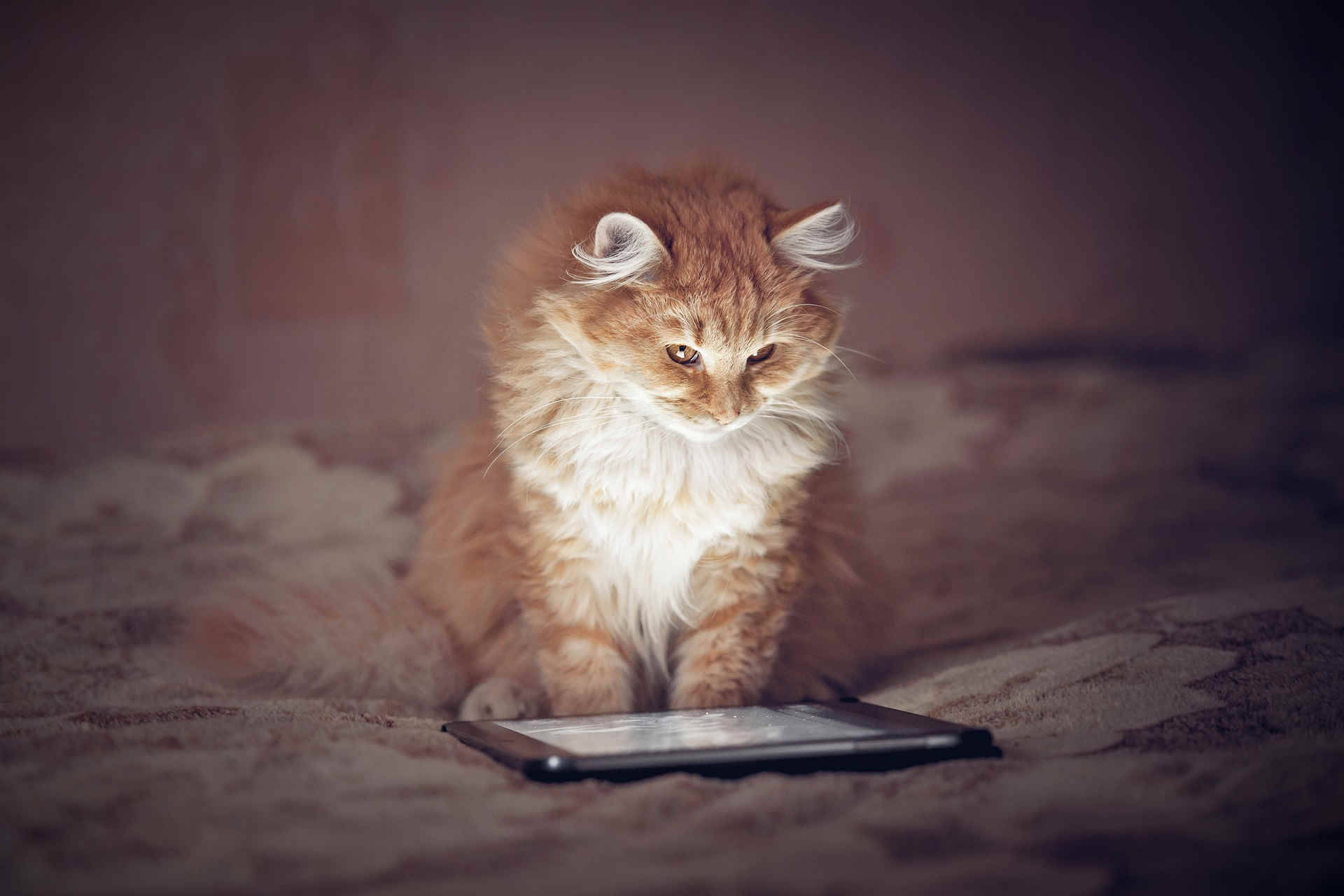 Pisică Roșcată Pufoasă la Calculator Fundal
