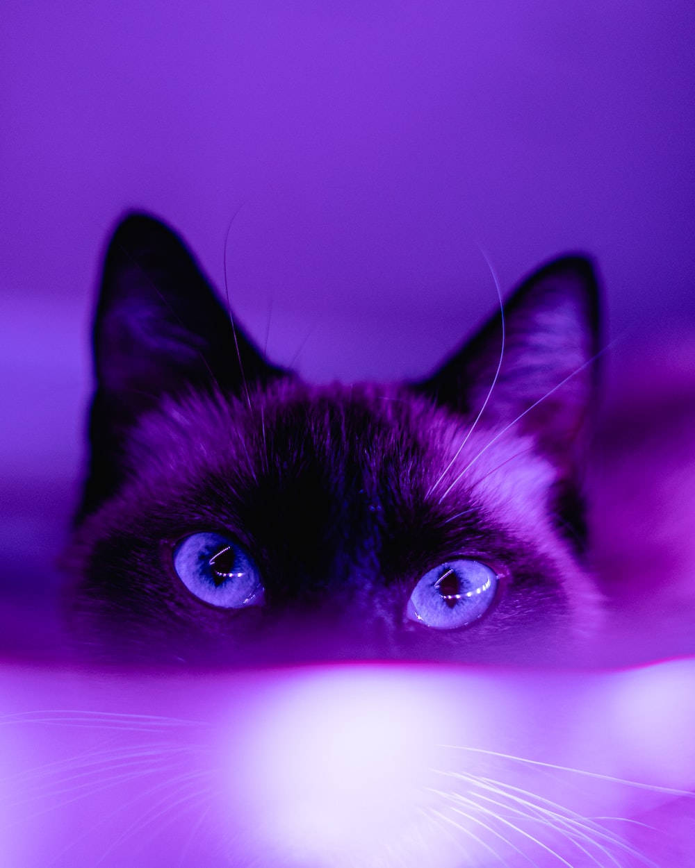 Pisică Siameză Estetică Violet Închis Fundal