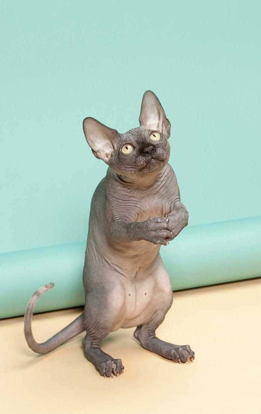 Pisica Sphynx Stând Pe Două Picioare Fundal