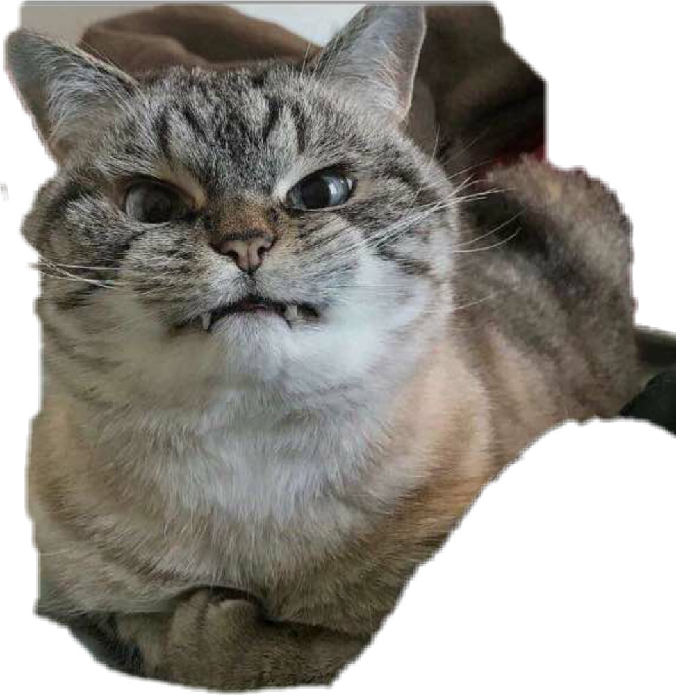 Pisică Tabby Amuzată Cu Expresie Comică Fundal