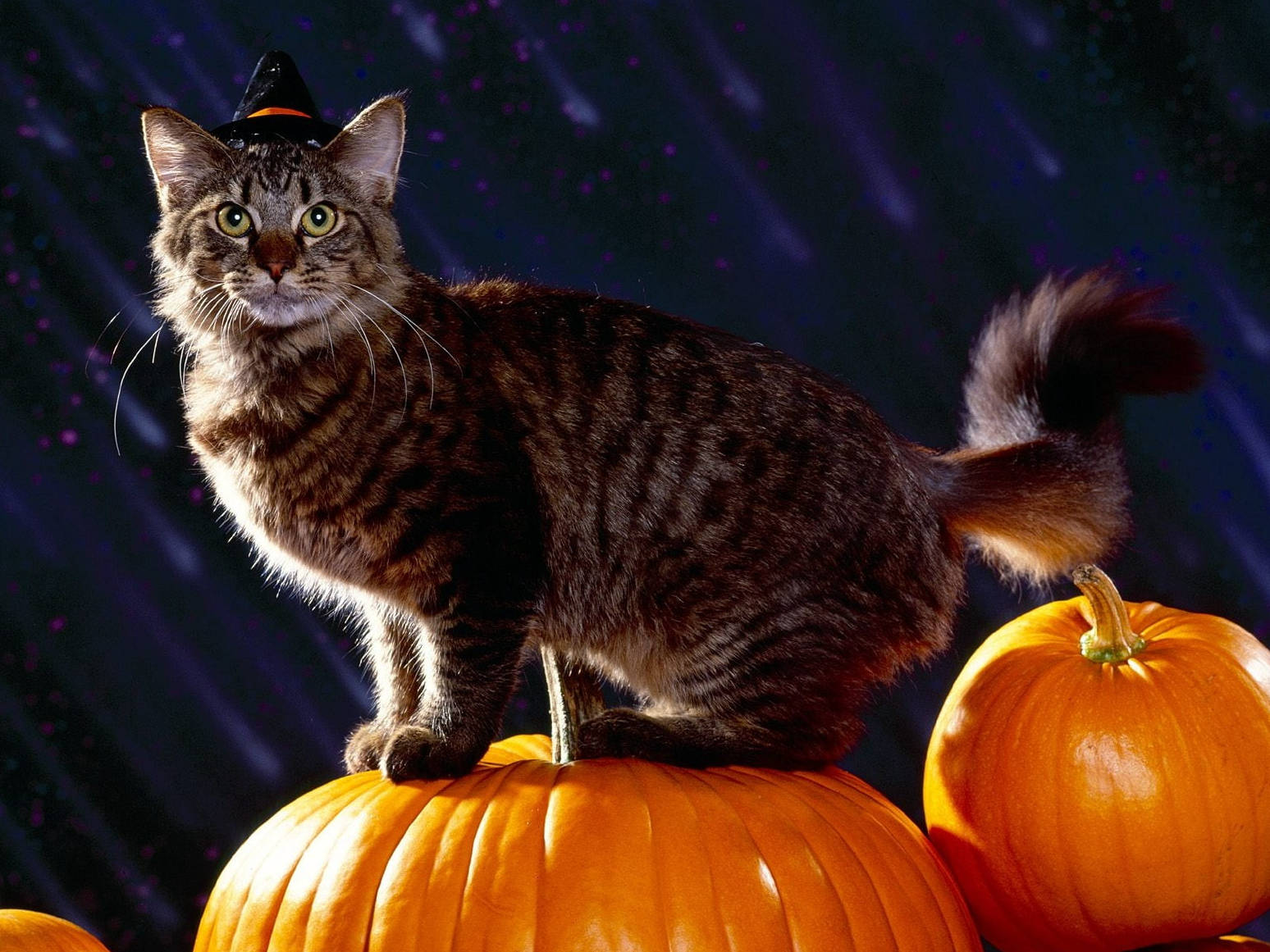 Pisică tabby drăguță de Halloween Fundal
