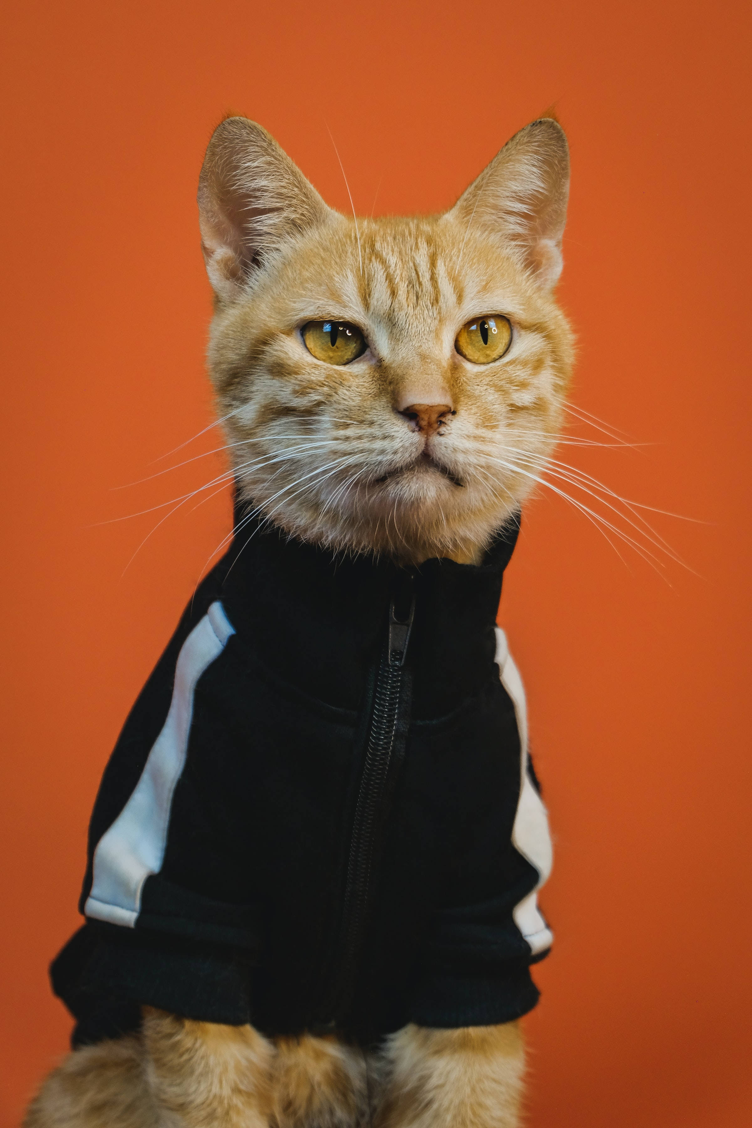 Pisică Tabby Portocalie Amuzantă PFP Fundal