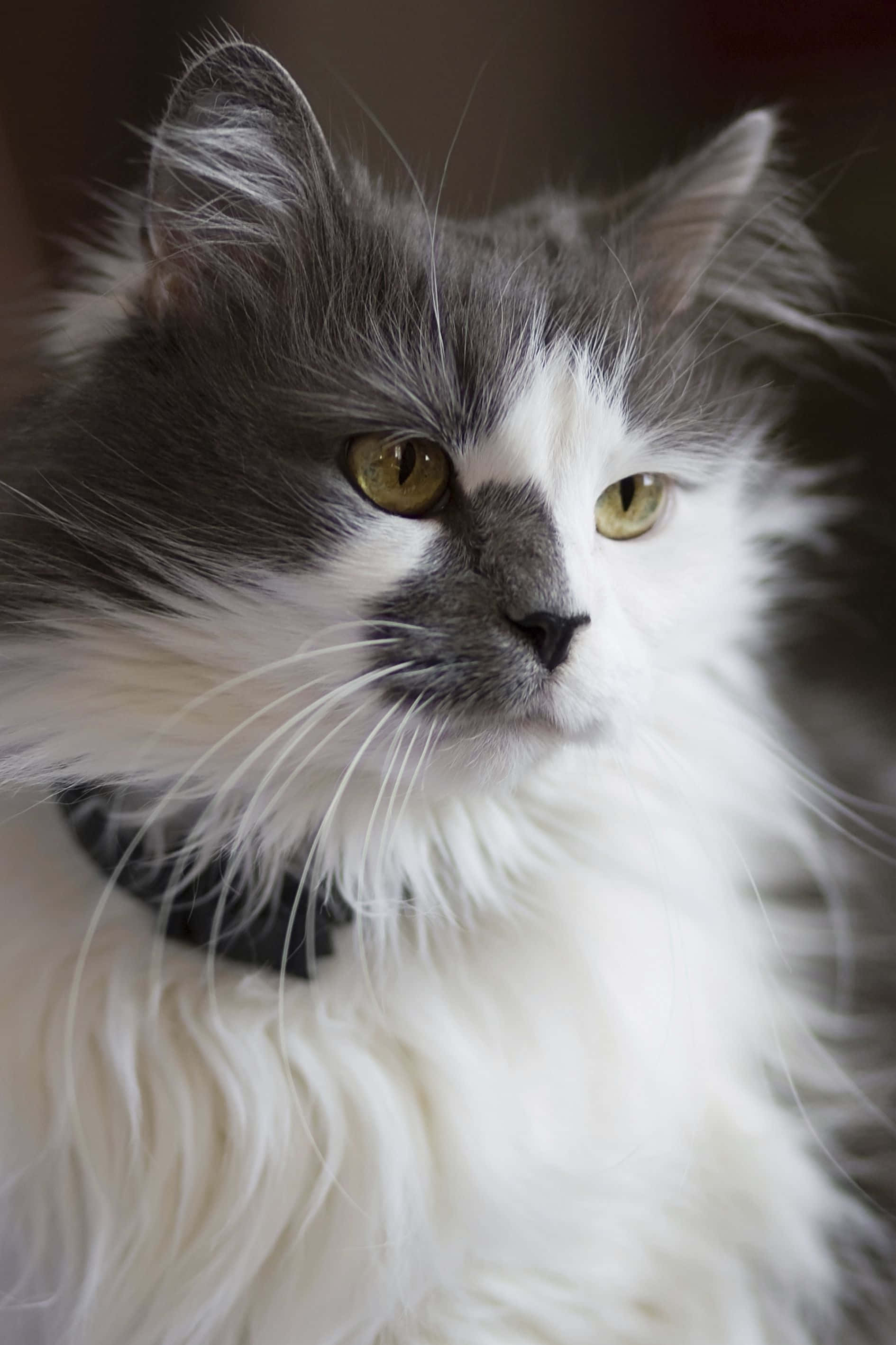 Pisică Turcă Angora Relaxându-se pe Canapea Fundal