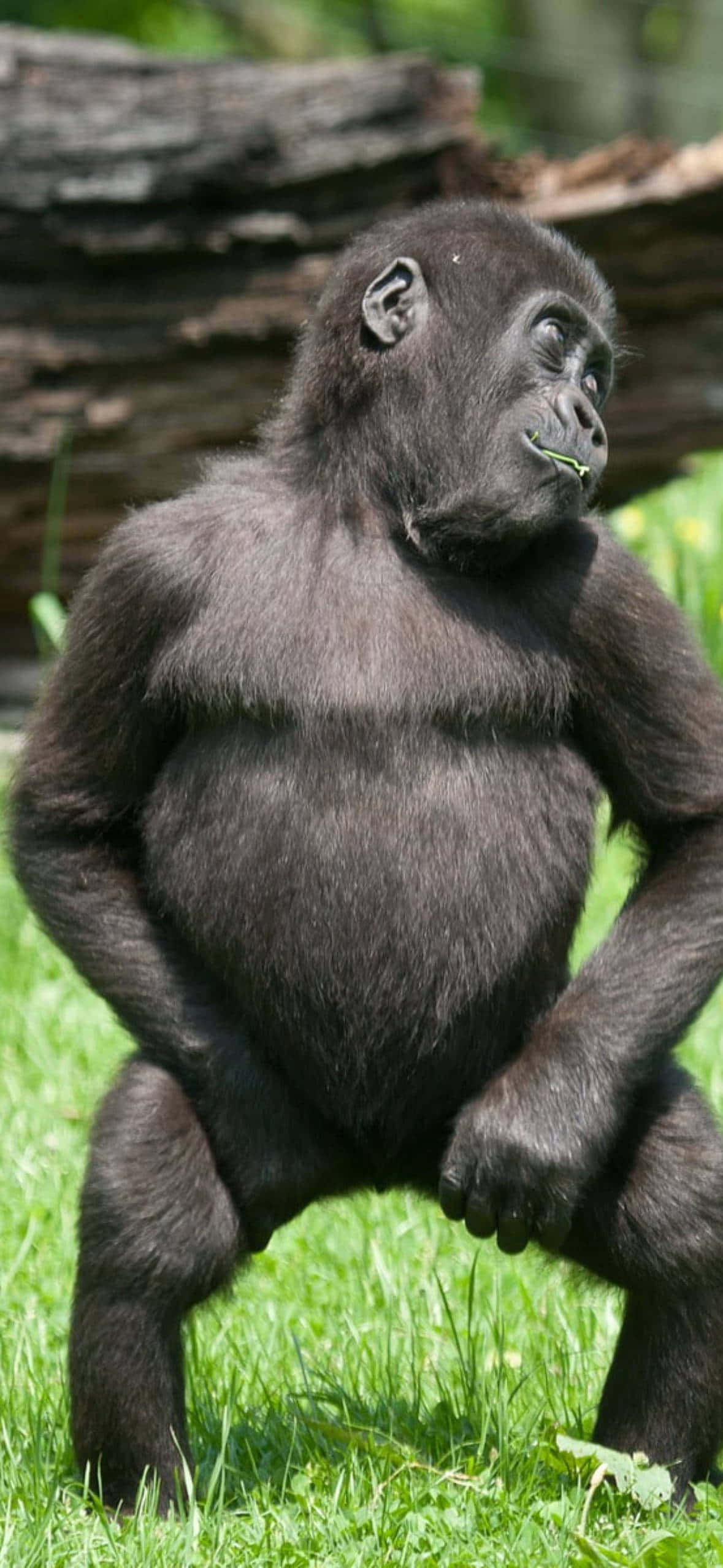 Pixel 3 Dancing Young Gorilla Background Fundal