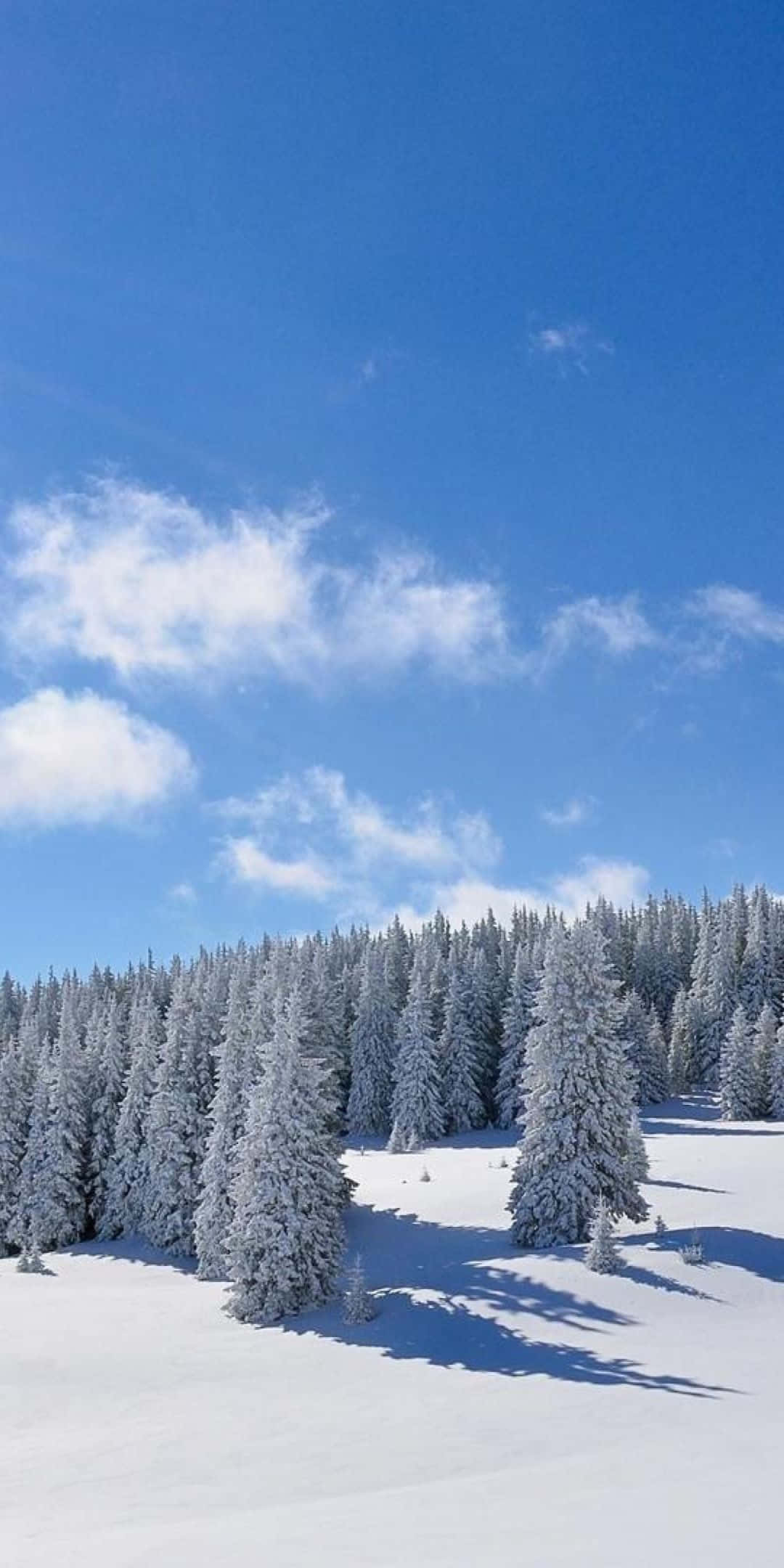 Pixel 3 Fundal de Iarnă Pădure de Iarnă în Timpul Zilei Fundal