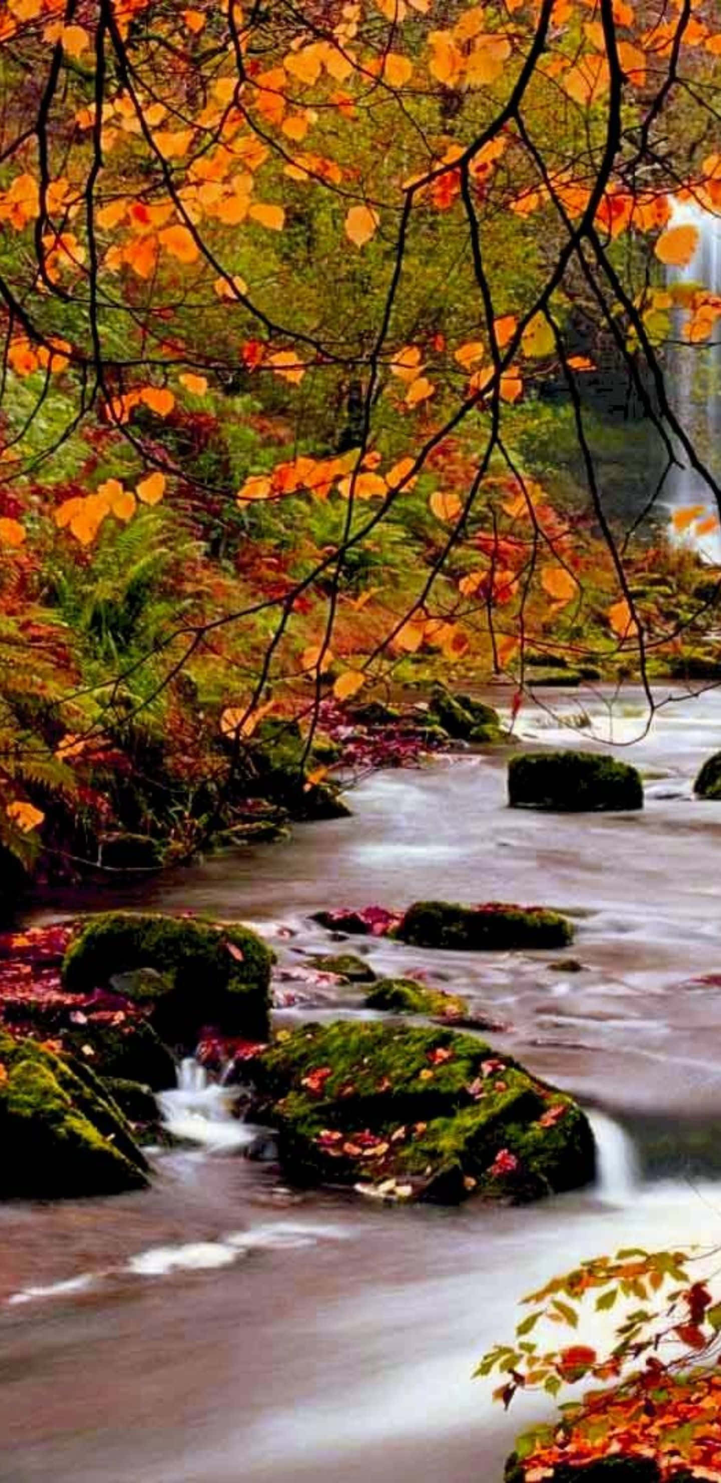 Pixel 3xl Fundal de Toamnă cu Râu în Pădure Fundal