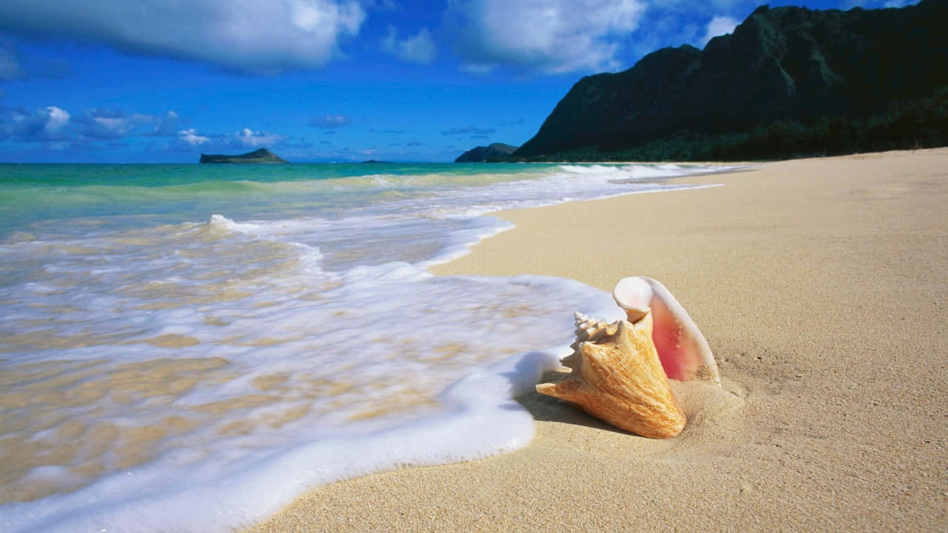 Plajă HD cu Scoică din Oahu Fundal