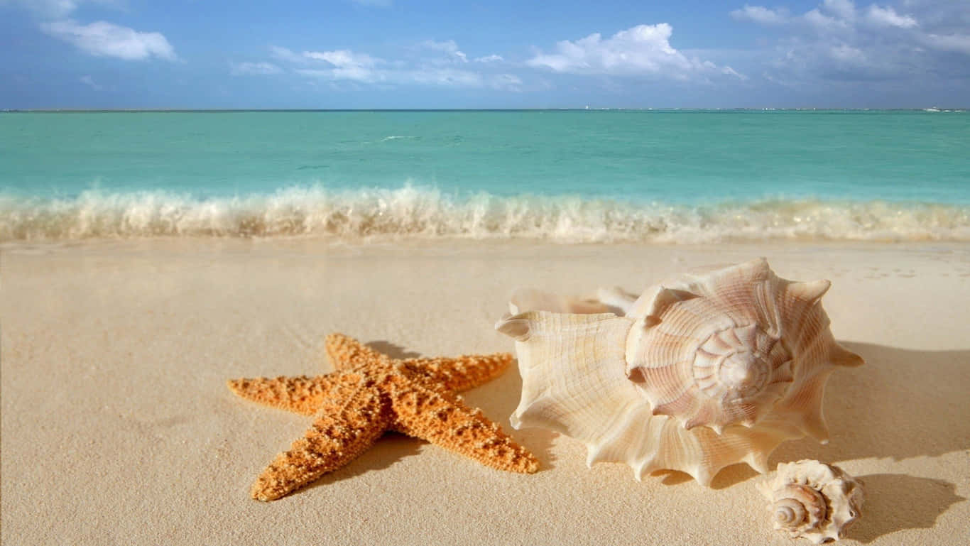 Plajă HD cu stea de mare și scoici Fundal