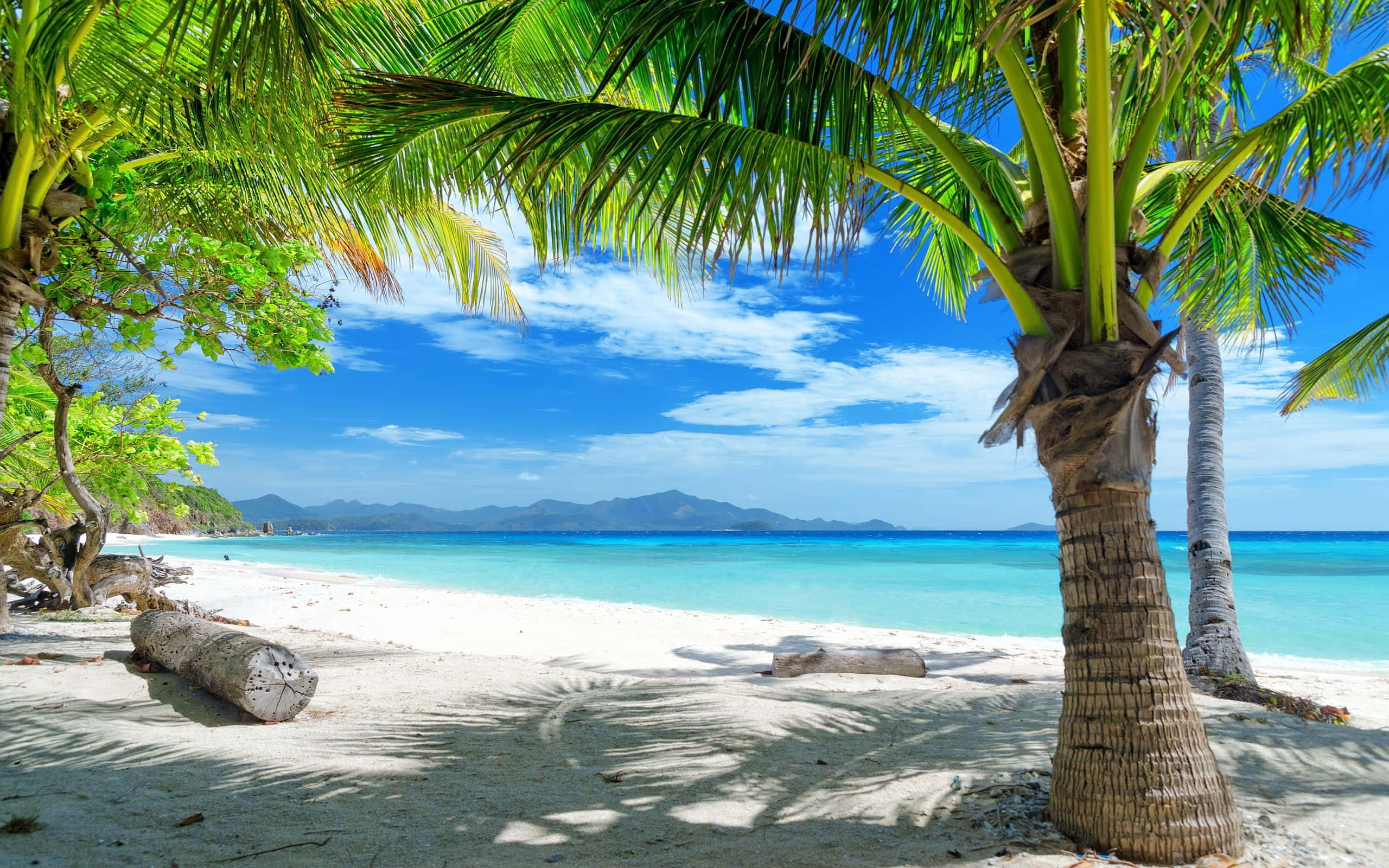 Plajă tropicală de vară cu palmieri Fundal