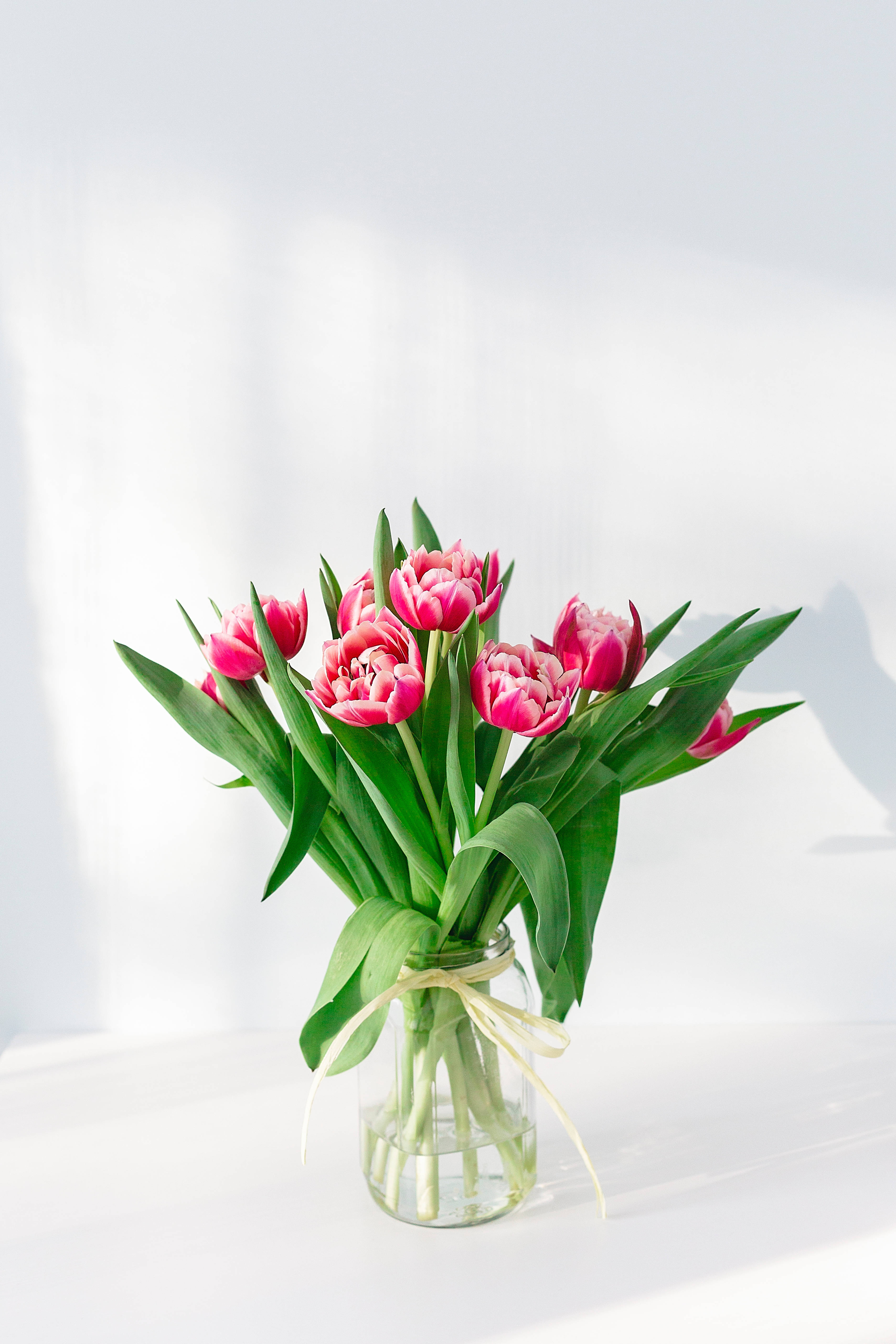 Planta de interior floare roz iPhone Fundal