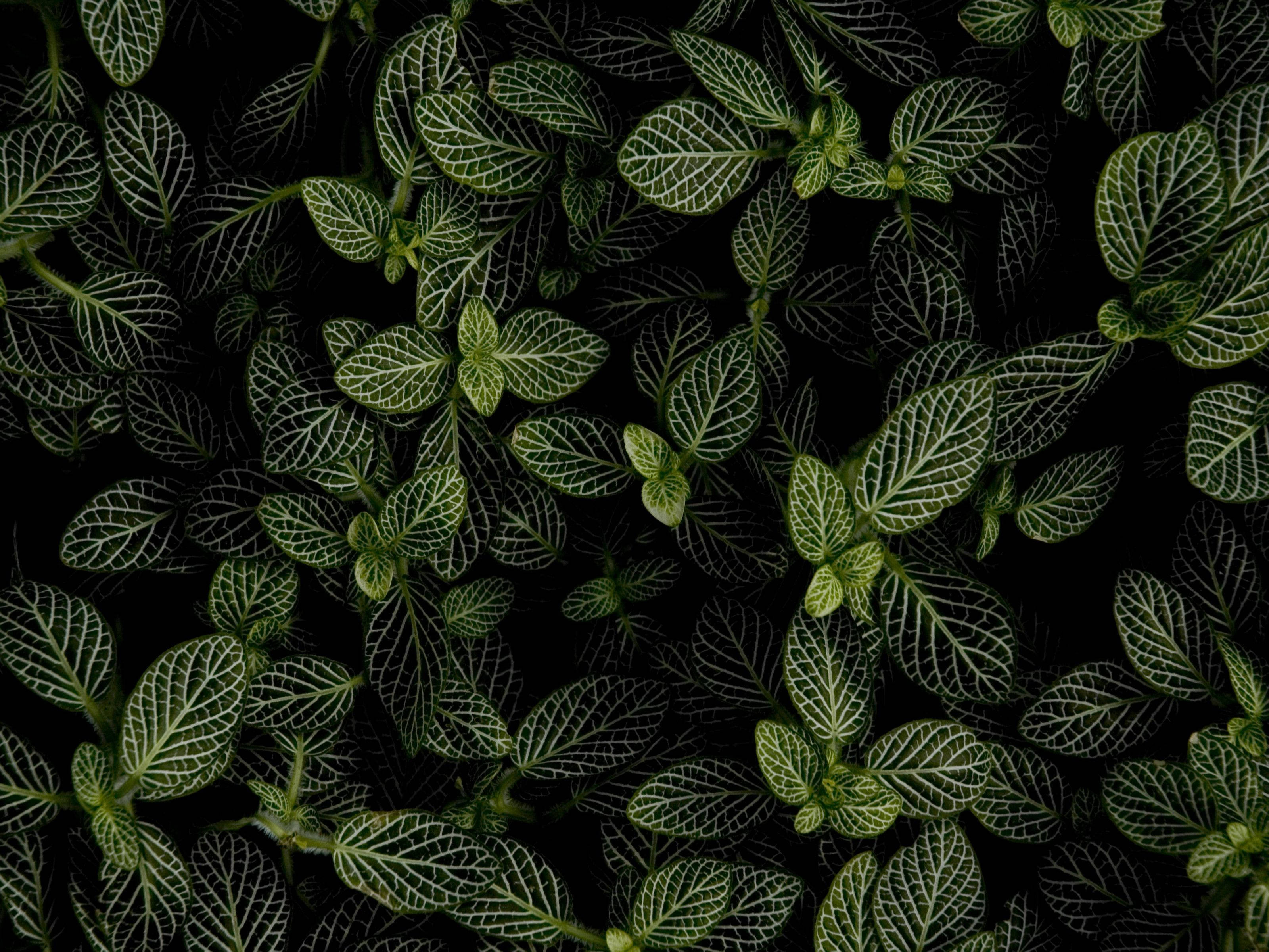 Plantă de mentă în întuneric Fundal