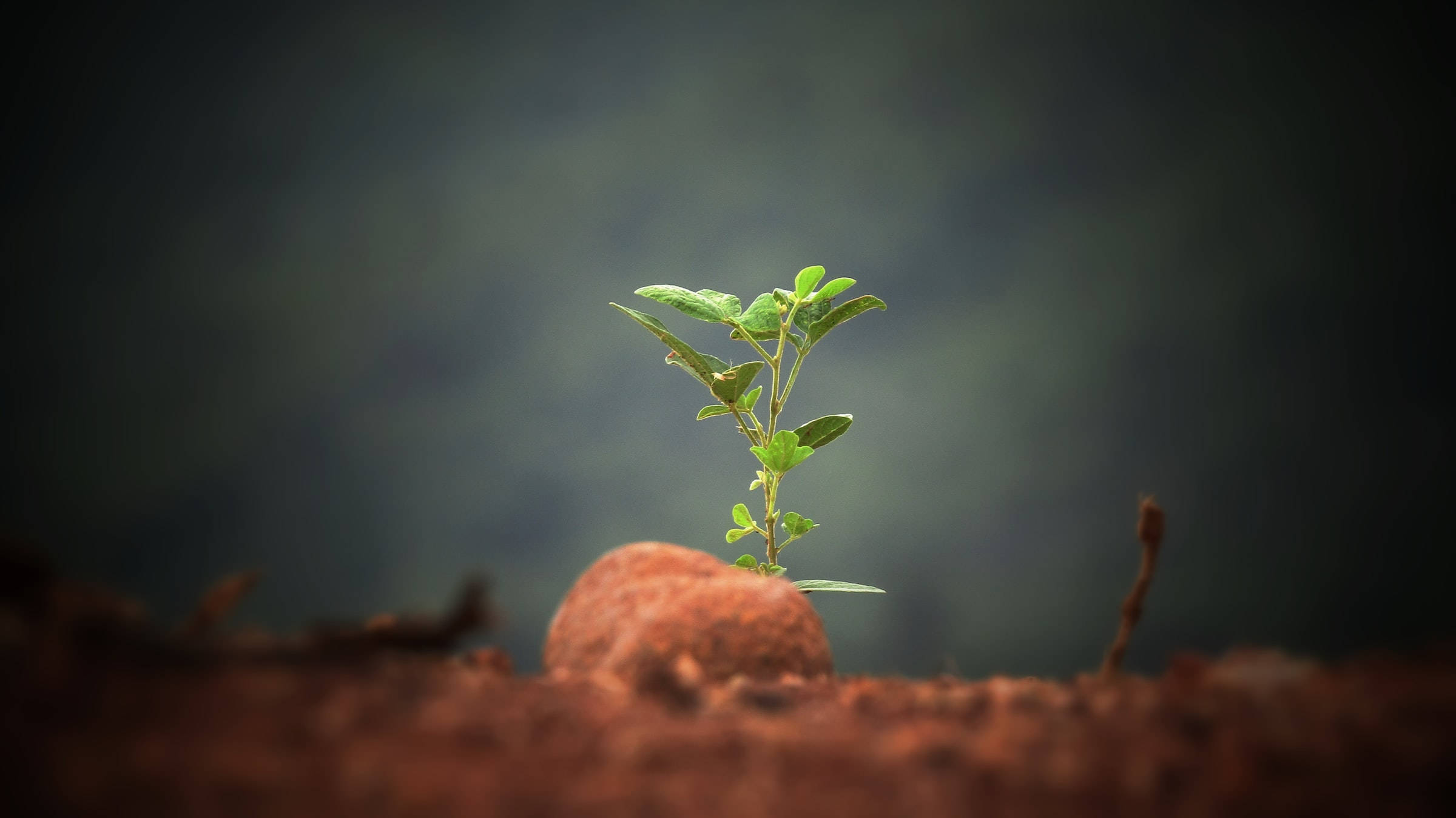 Plantă Frumoasă în Natură pe O Piatră Fundal