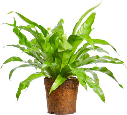 Planta verde vibrantă în ghiveci interior.PNG Fundal