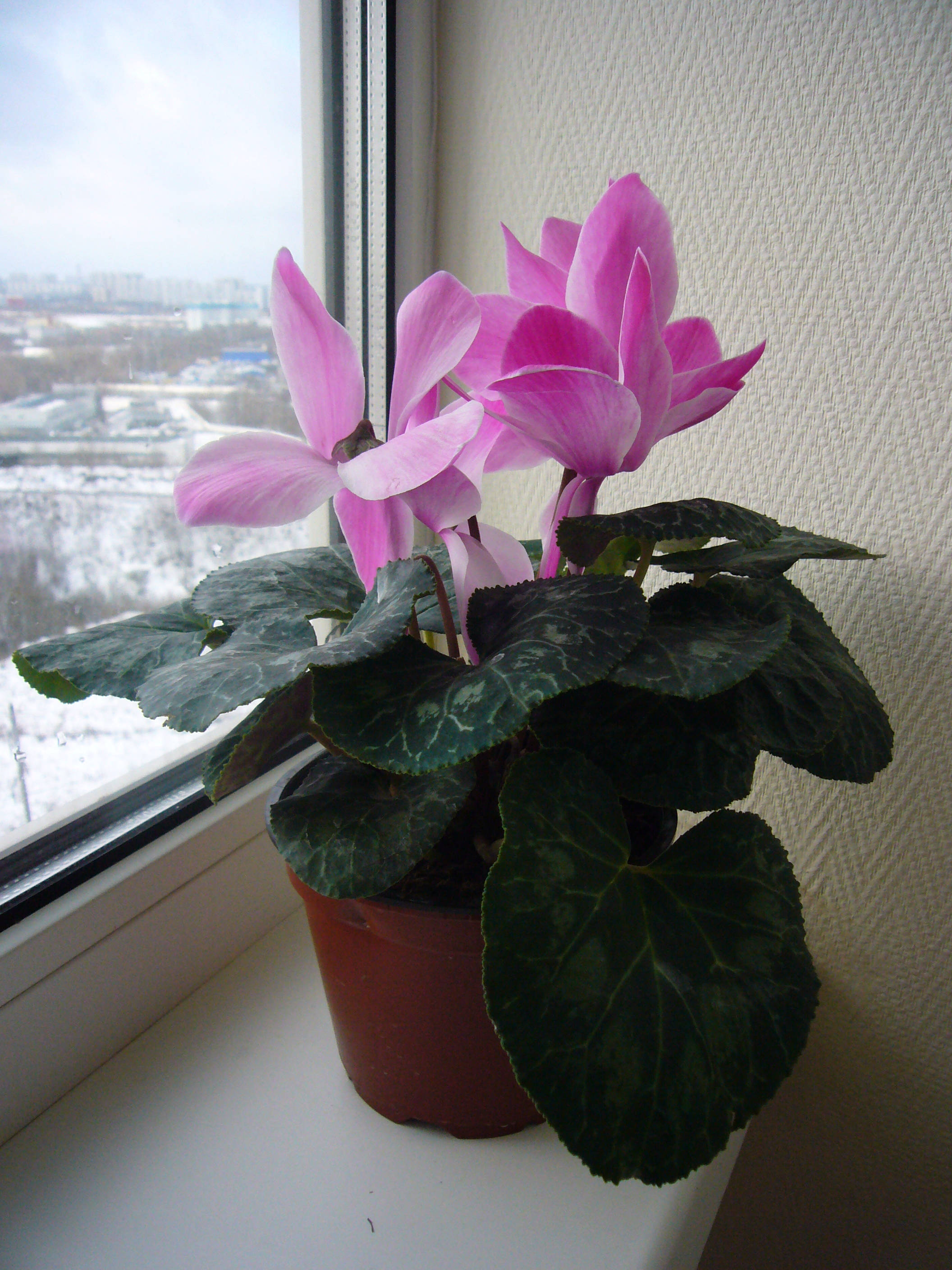 Planta Vibrantă de Casă Cyclamen în Flor Fundal