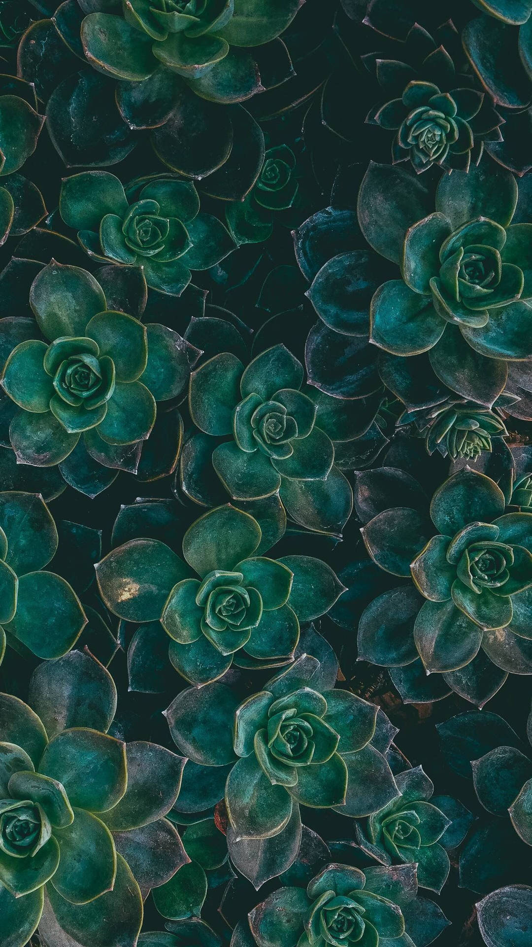 Plante Suculente Verzi iPhone Fundal