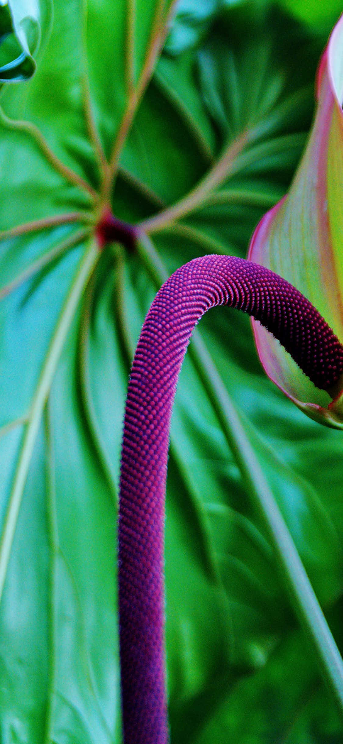 Plante Tropicale Purple Chenile Fundal