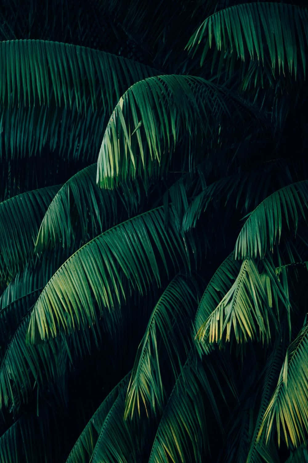 Plante Tropicale Palmier de Cocos Fundal