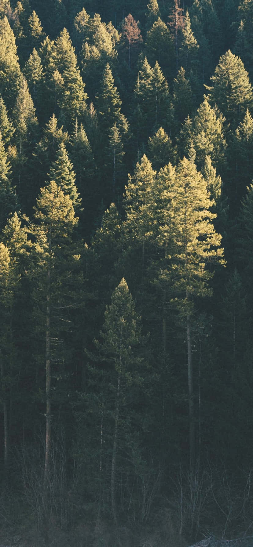 „Plimbă-te Pașnic Prin Natură cu Trees iPhone” Fundal