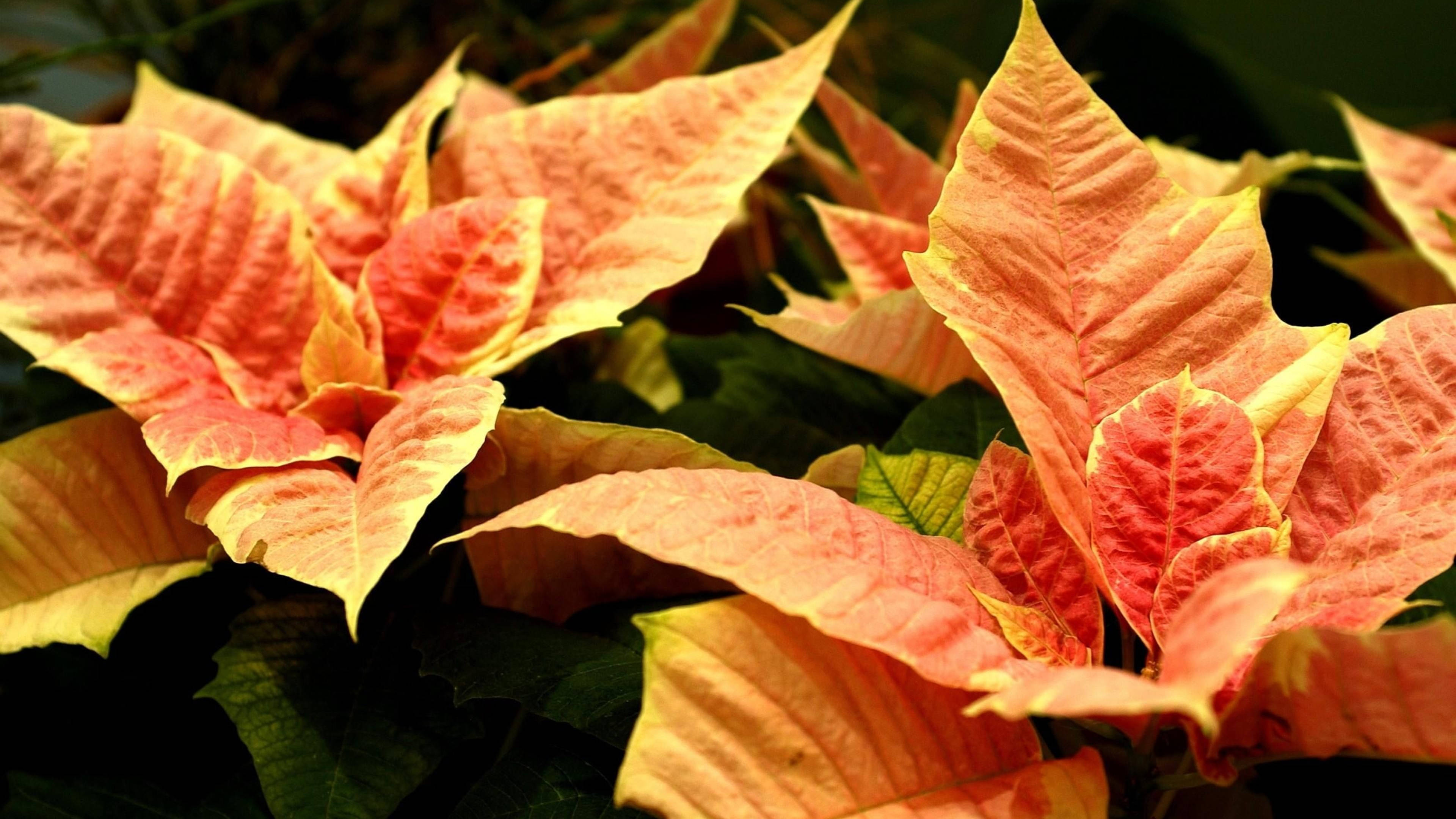 Poinsettia Cinnamon Star Fundal