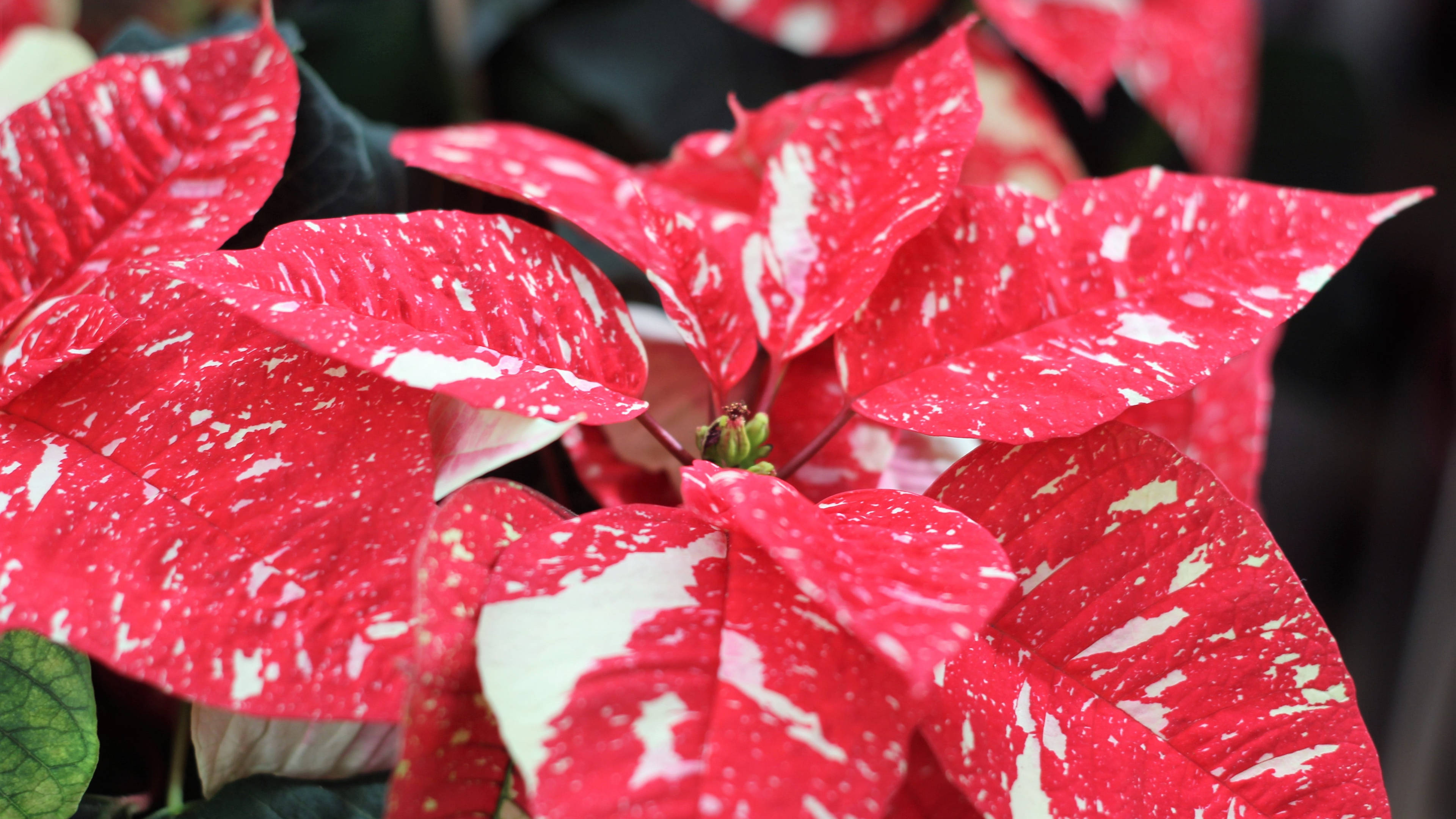 Poinsettia Jingle Bells Fundal