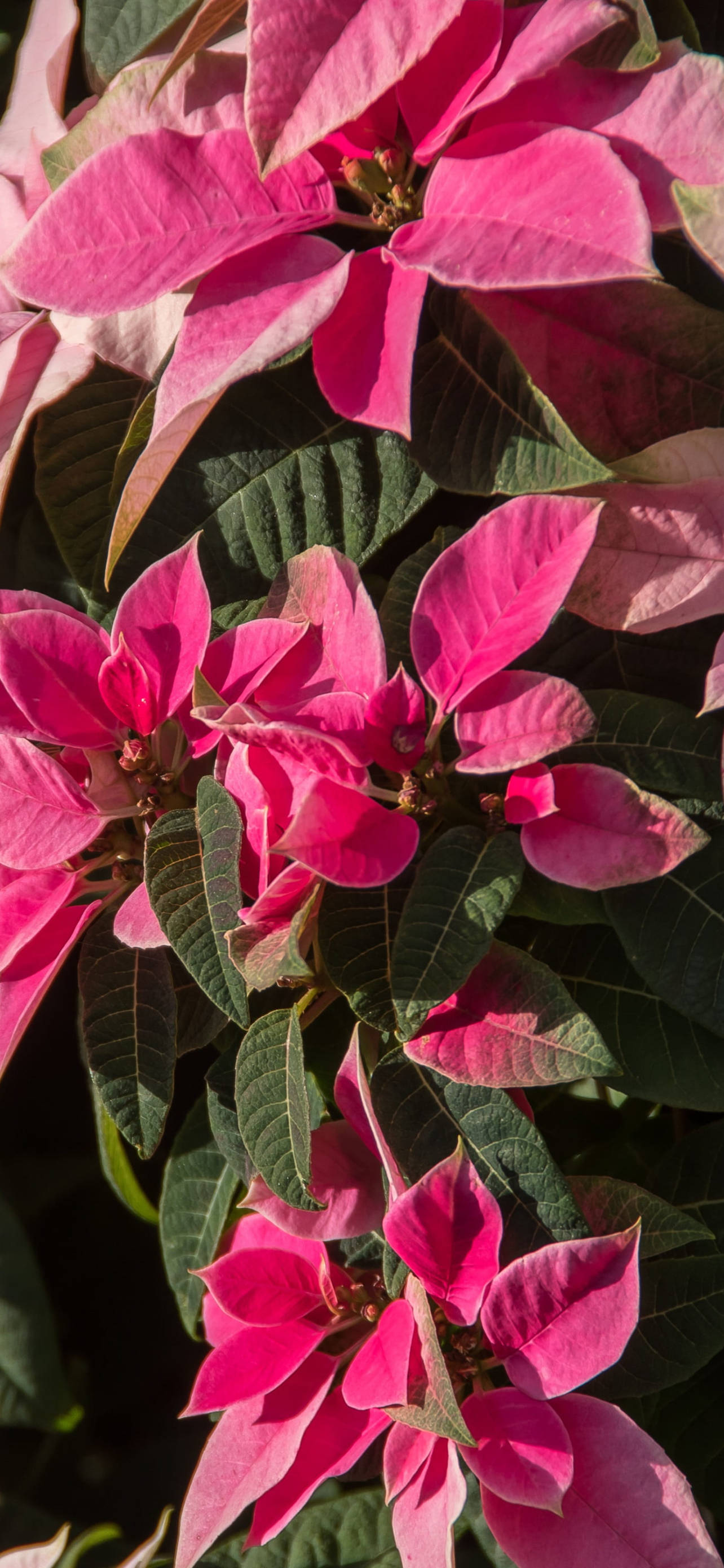 Pink Poinsettia HD Fundal