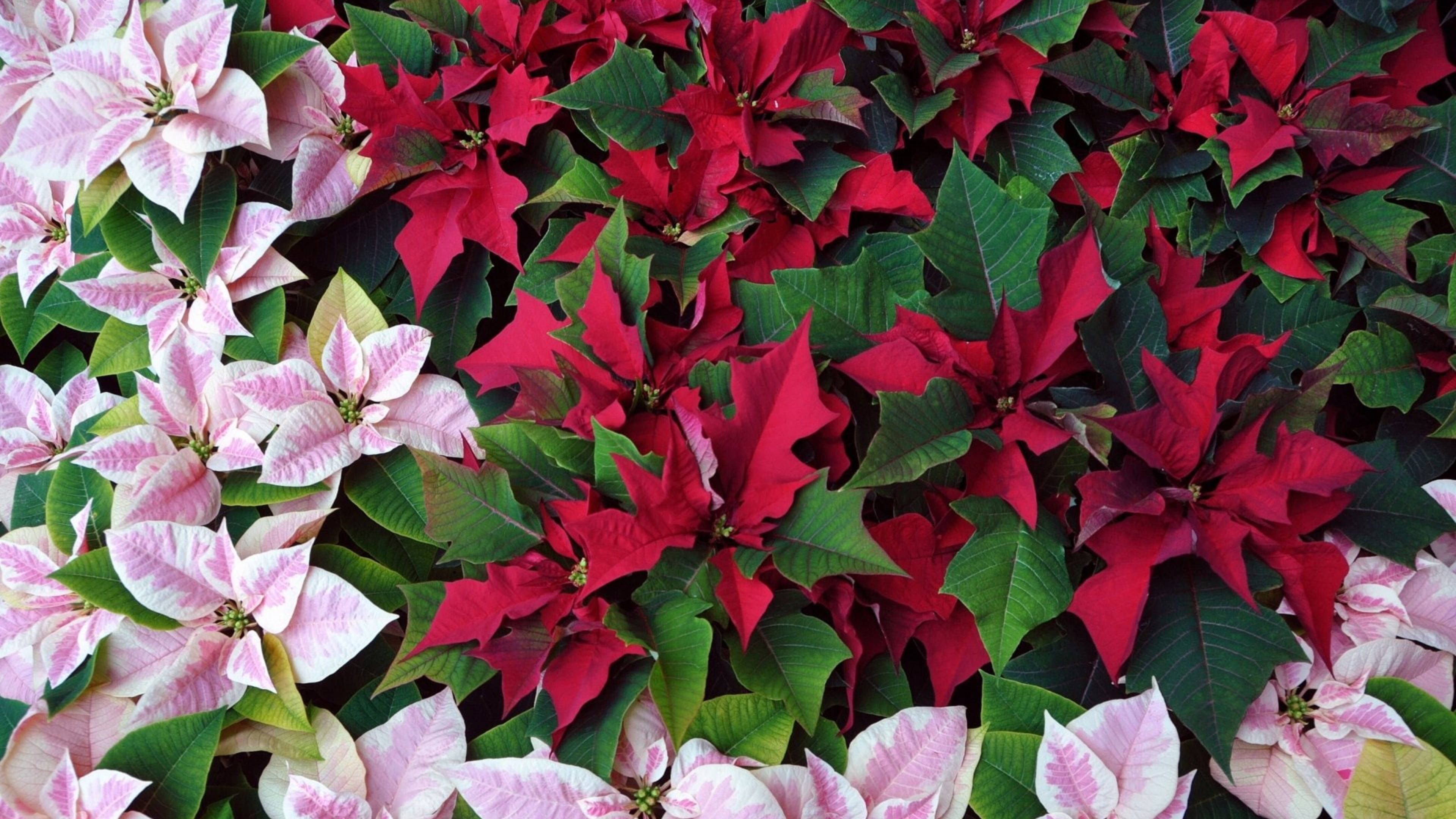 Poinsettia Roz și Roșii Fundal
