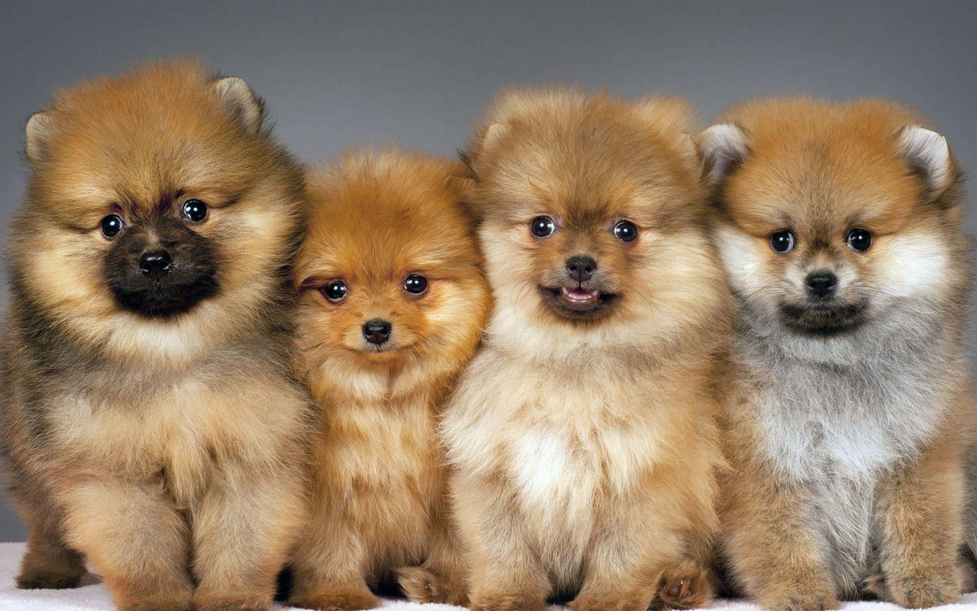 Pomeranian cu blană maro Fundal
