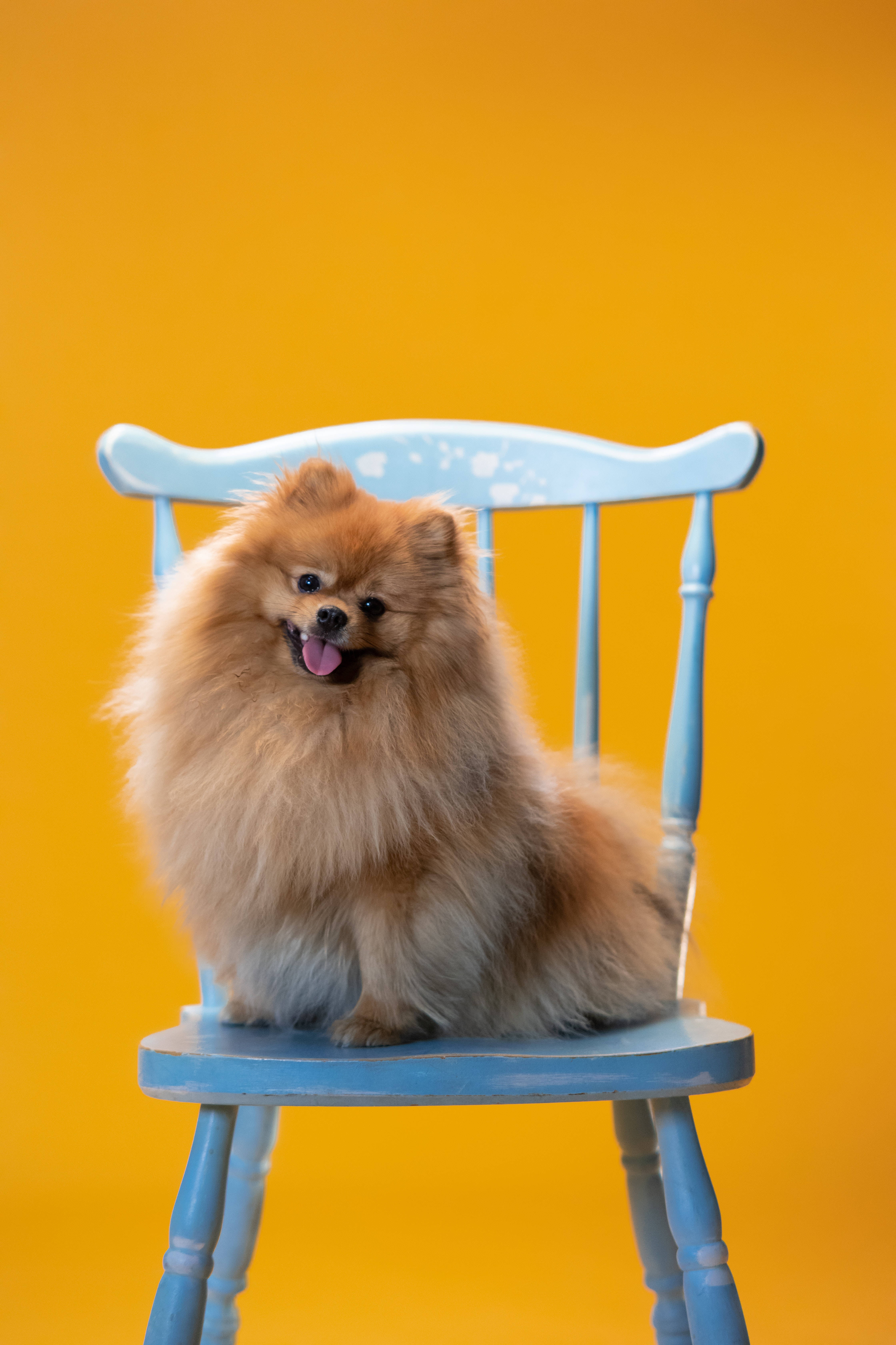 Pomeranian Drăguț Pe Scaun Albastru Fundal