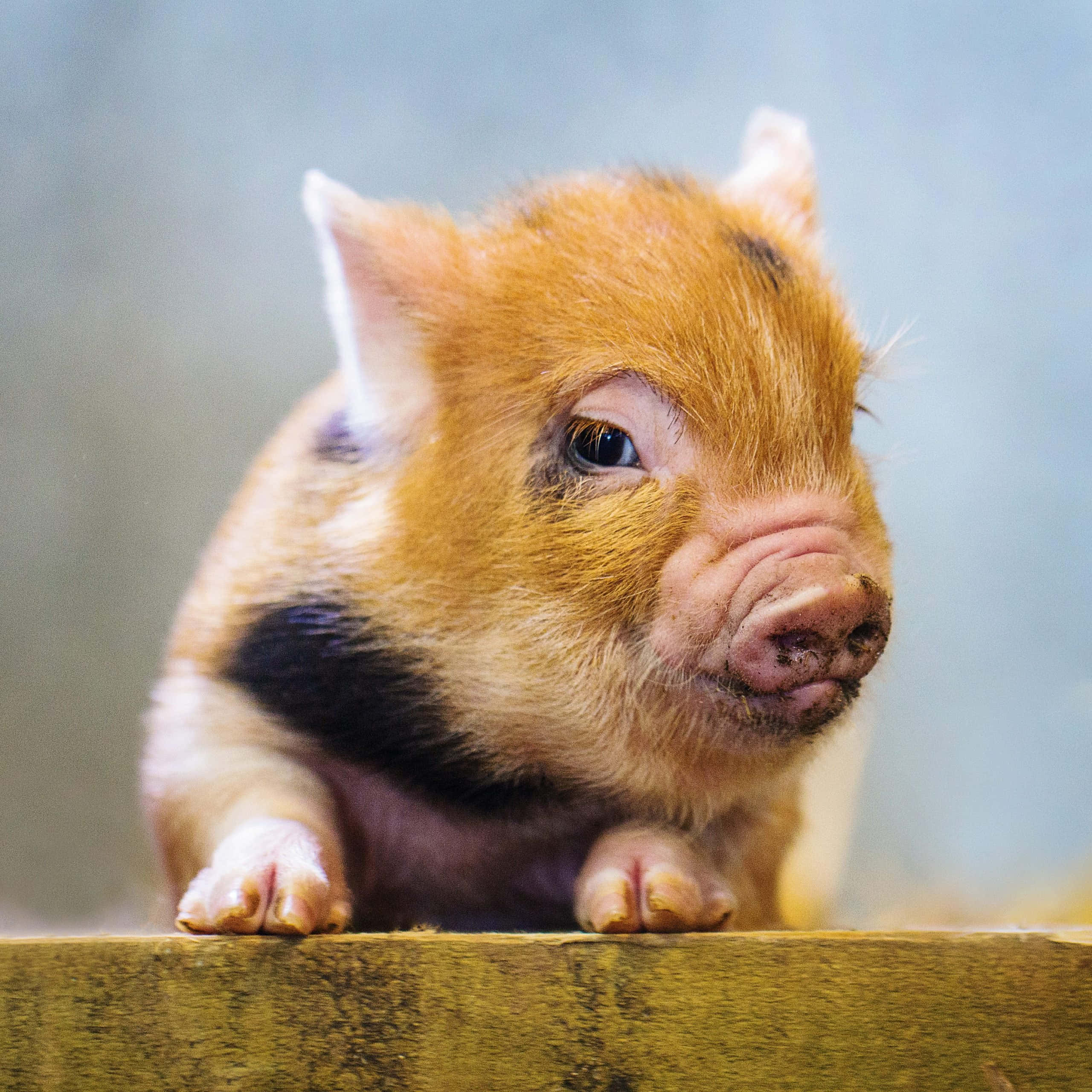 Porcușor adorabil care se bucură de zilele însorite de toamnă Fundal