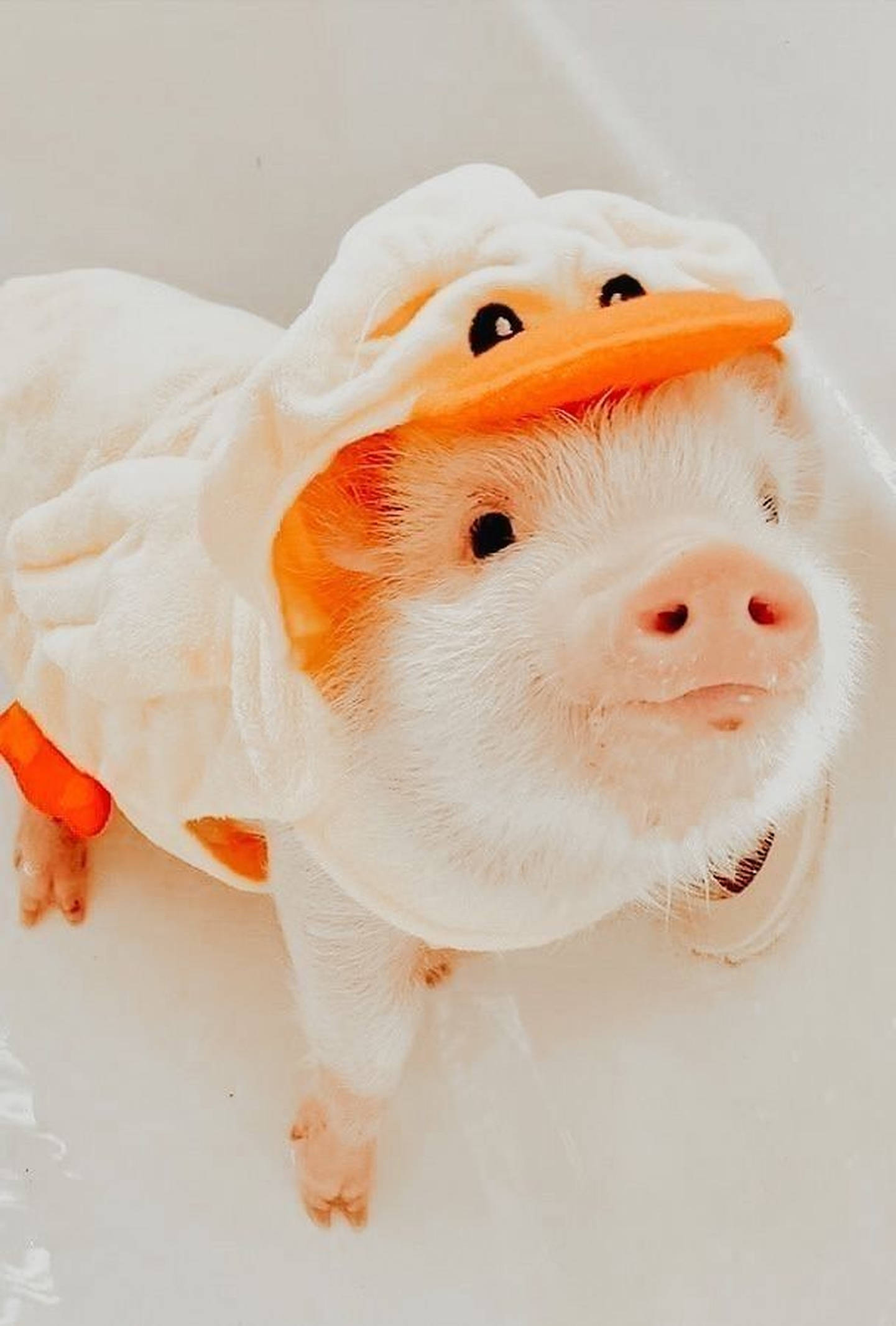 Porcușor drăguț în costum de rață Fundal