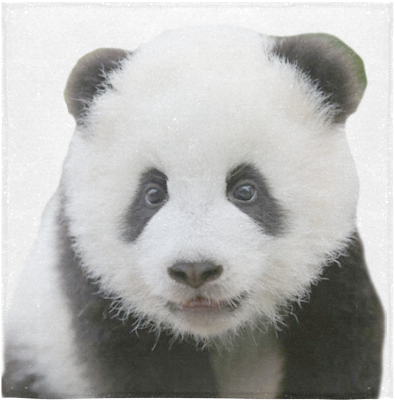 Portret adorabil de panda Fundal