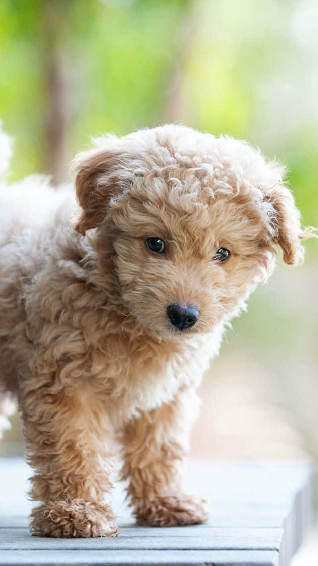 Portret cu cățeluși Goldendoodle Fundal